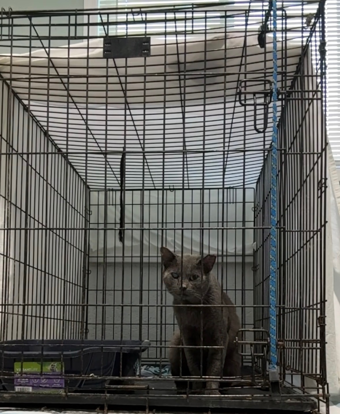 Community Cat Needs Eye Enucleation campaign photo, 4 of 5