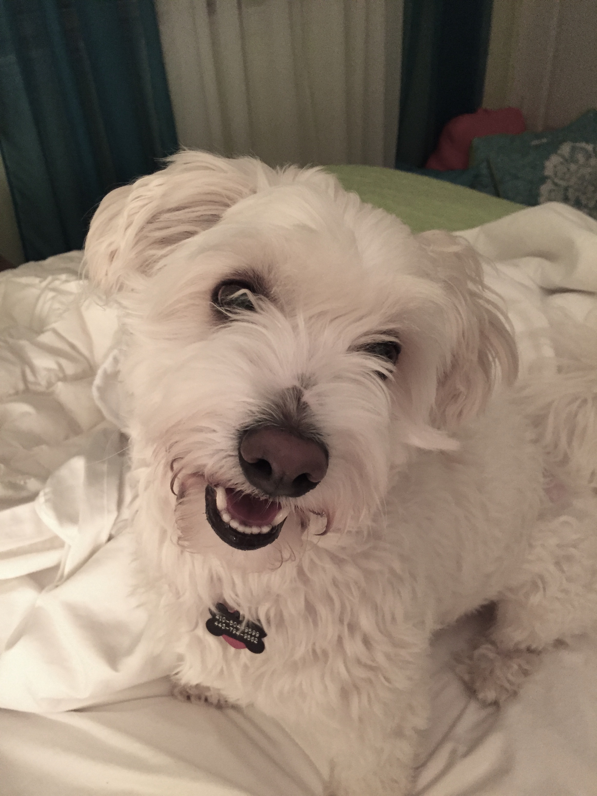 Help Duffy Get Lifesaving Vet Care campaign photo, 5 of 6