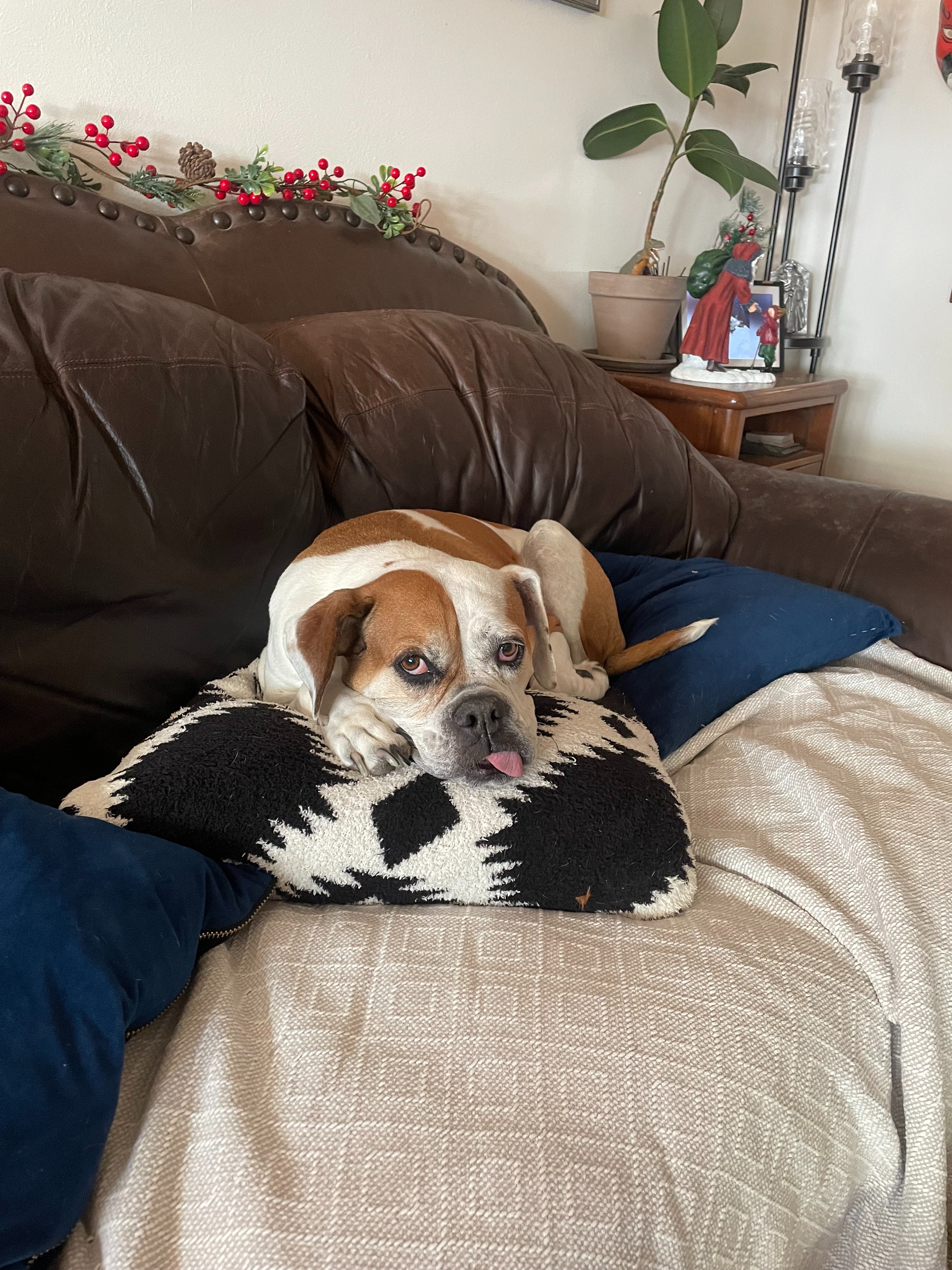 Help sweet Lucy get a life changing ear surgery campaign photo, 5 of 6