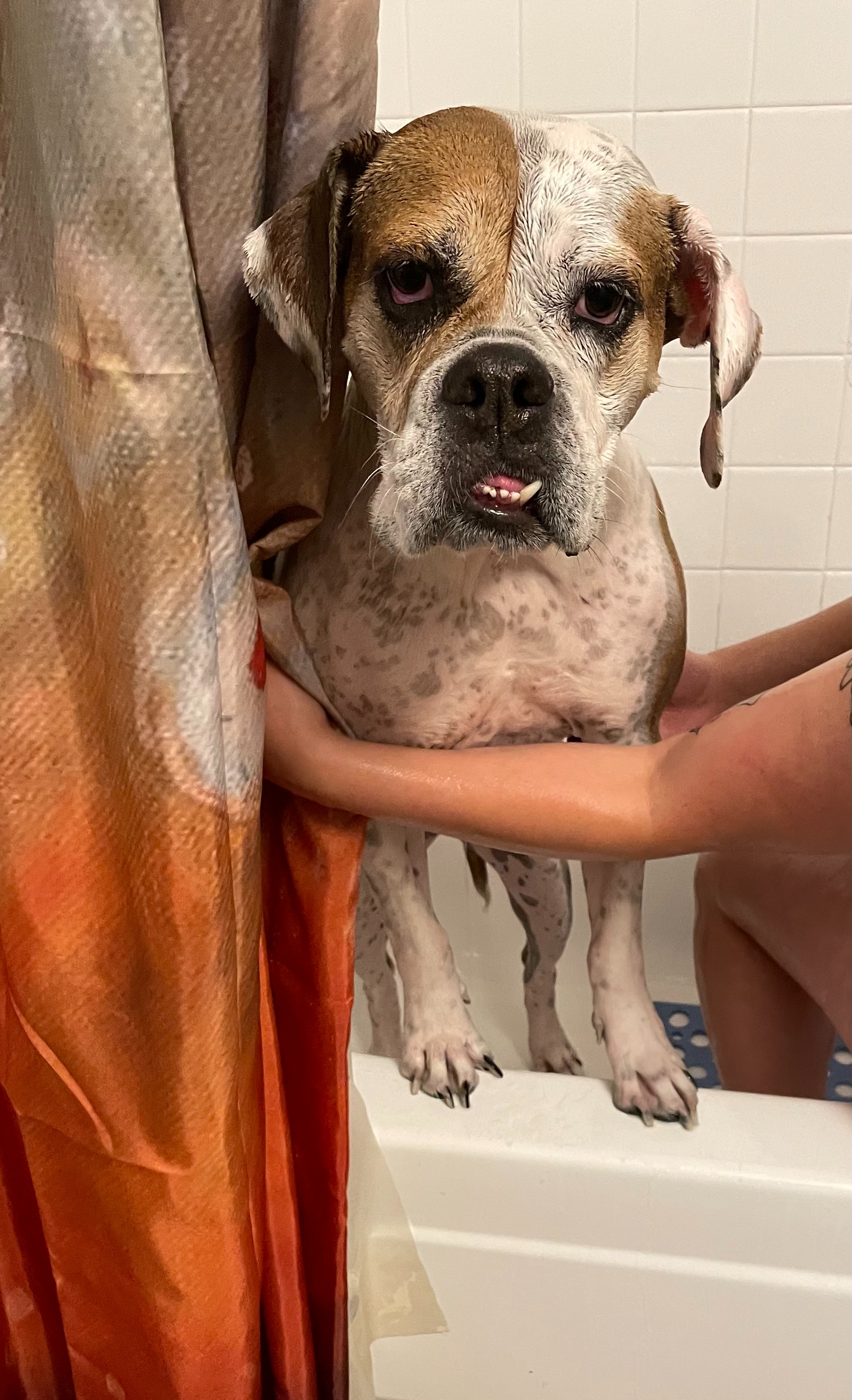 Help sweet Lucy get a life changing ear surgery campaign photo, 2 of 6