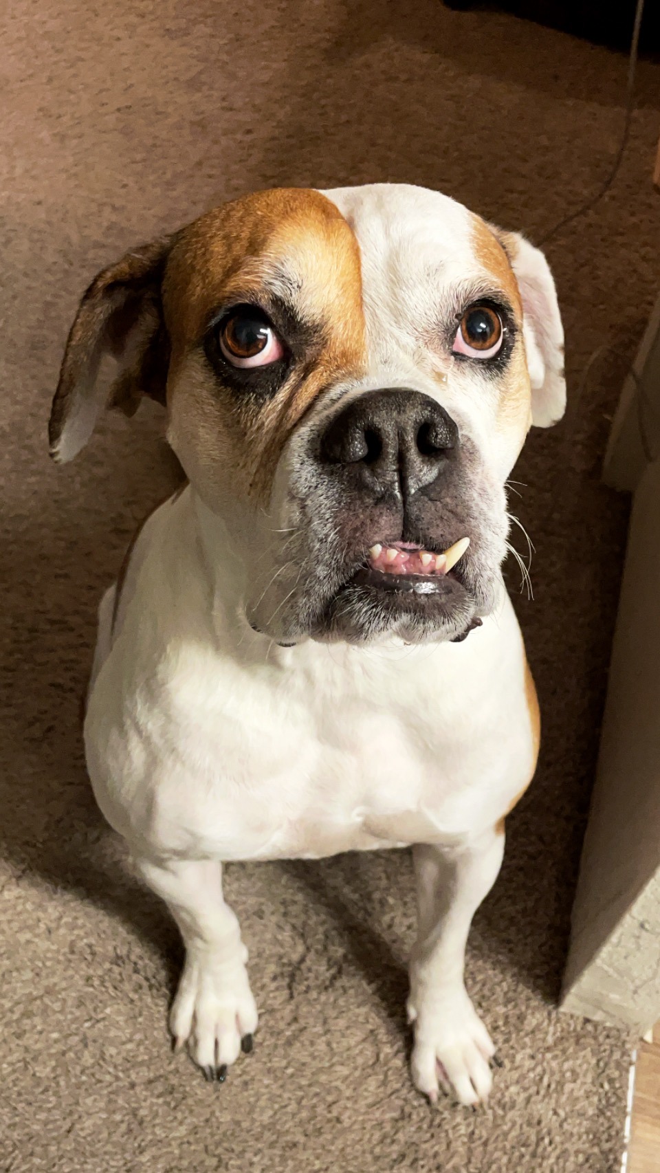 Help sweet Lucy get a life changing ear surgery campaign photo, 4 of 6