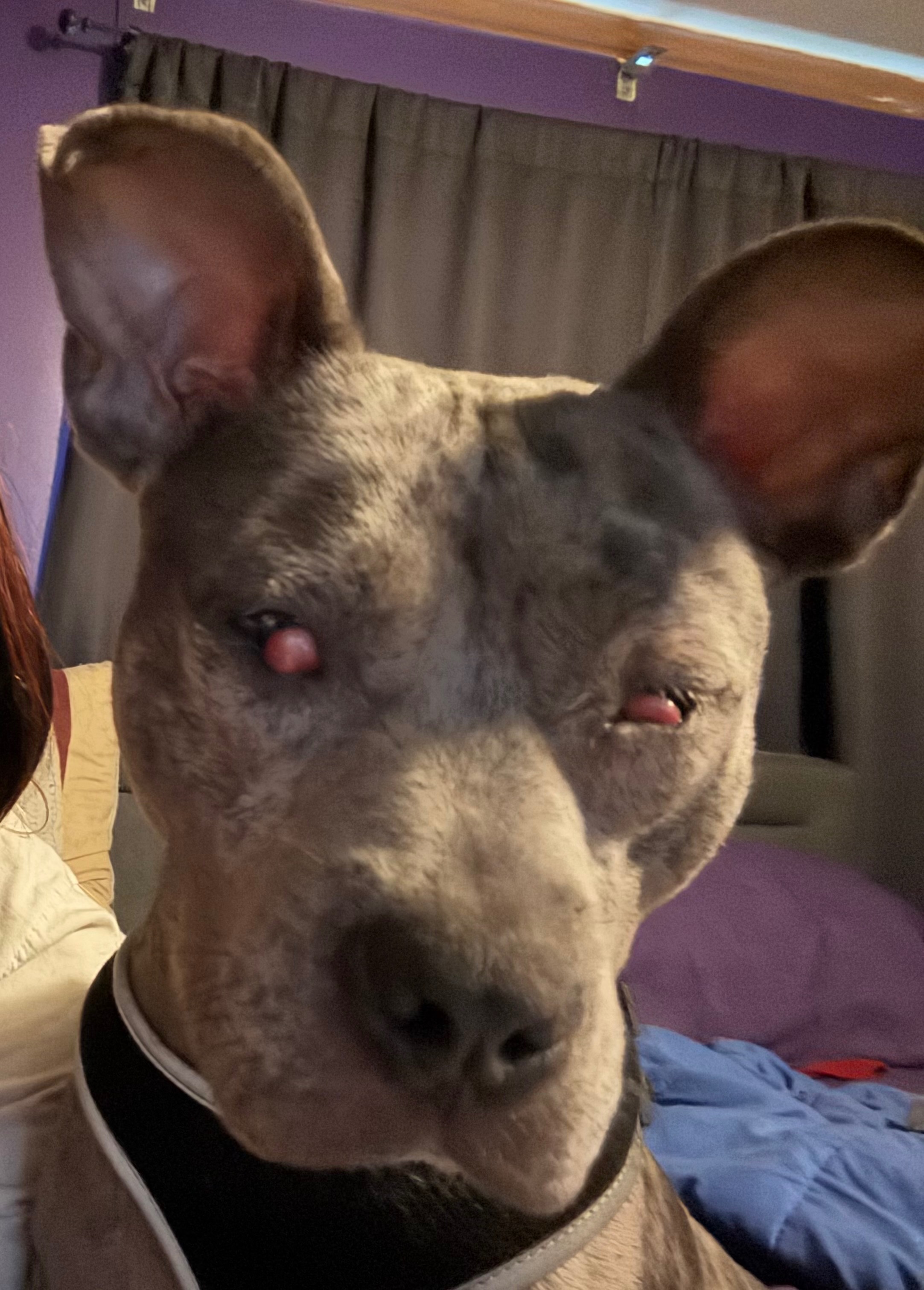 Support Cherrys' Urgent Eye Surgery campaign photo, 2 of 6