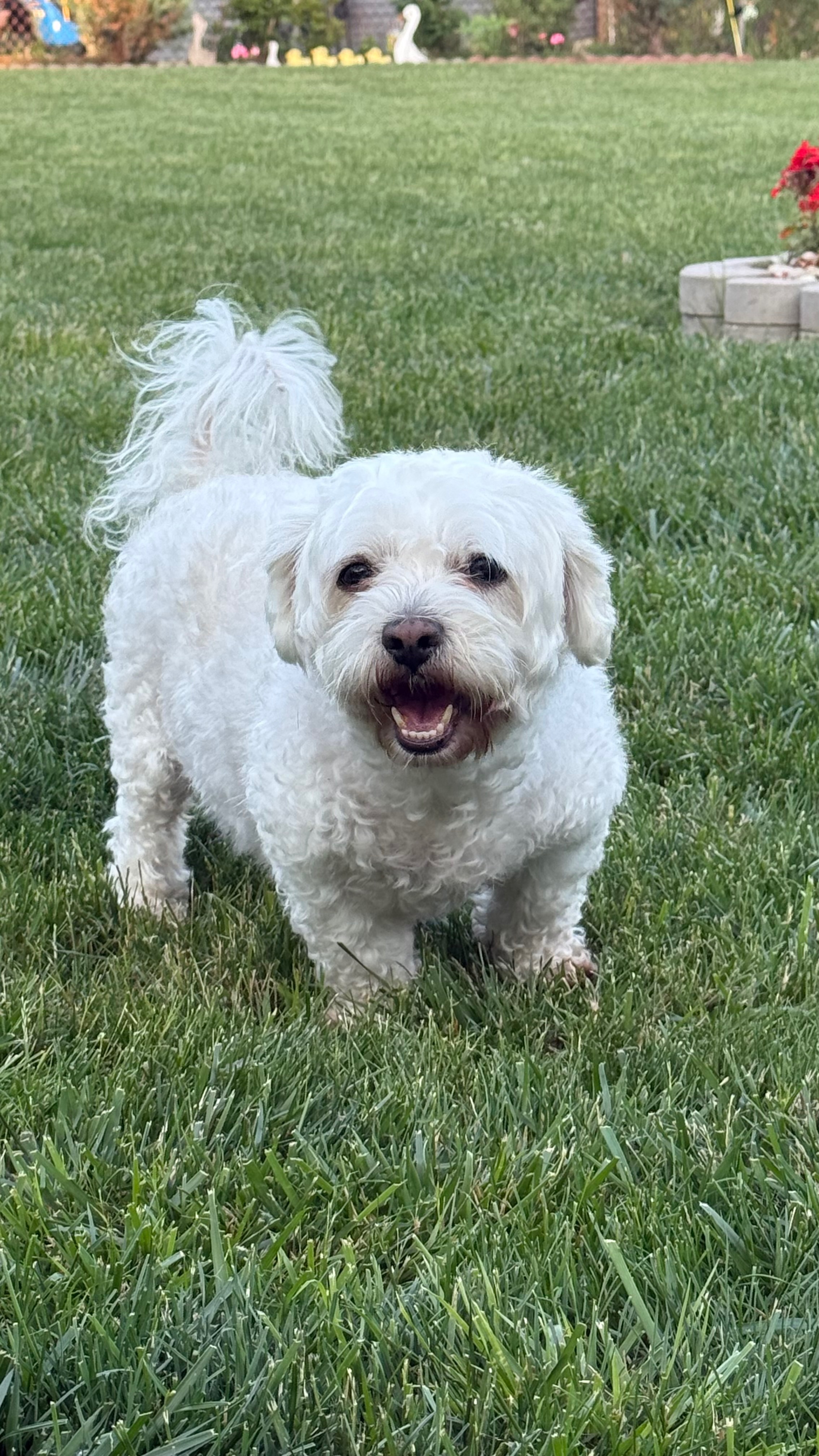 Save Snoopy: Urgent Medical Care Needed campaign photo, 2 of 4