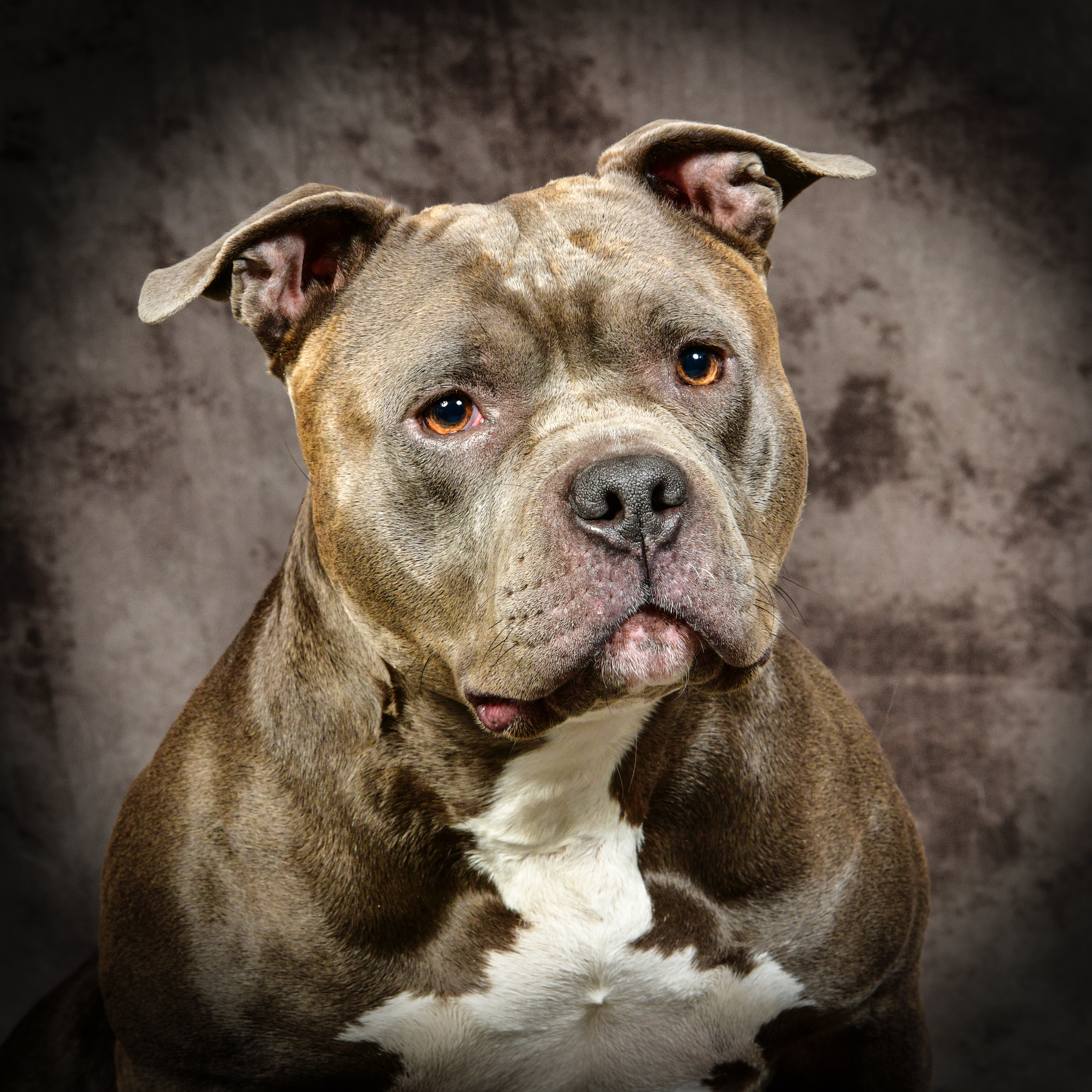 TPLO patella luxatie liefste hond Bailey campaign photo, 2 of 4