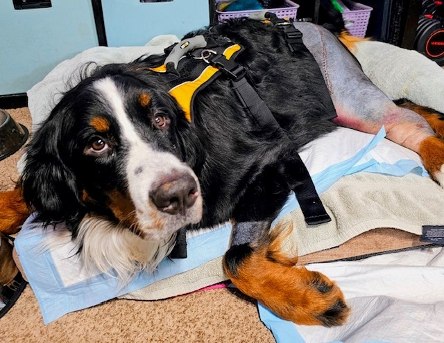 Help Toby Walk Again – Emergency Surgery After Being Hit campaign photo, 2 of 4