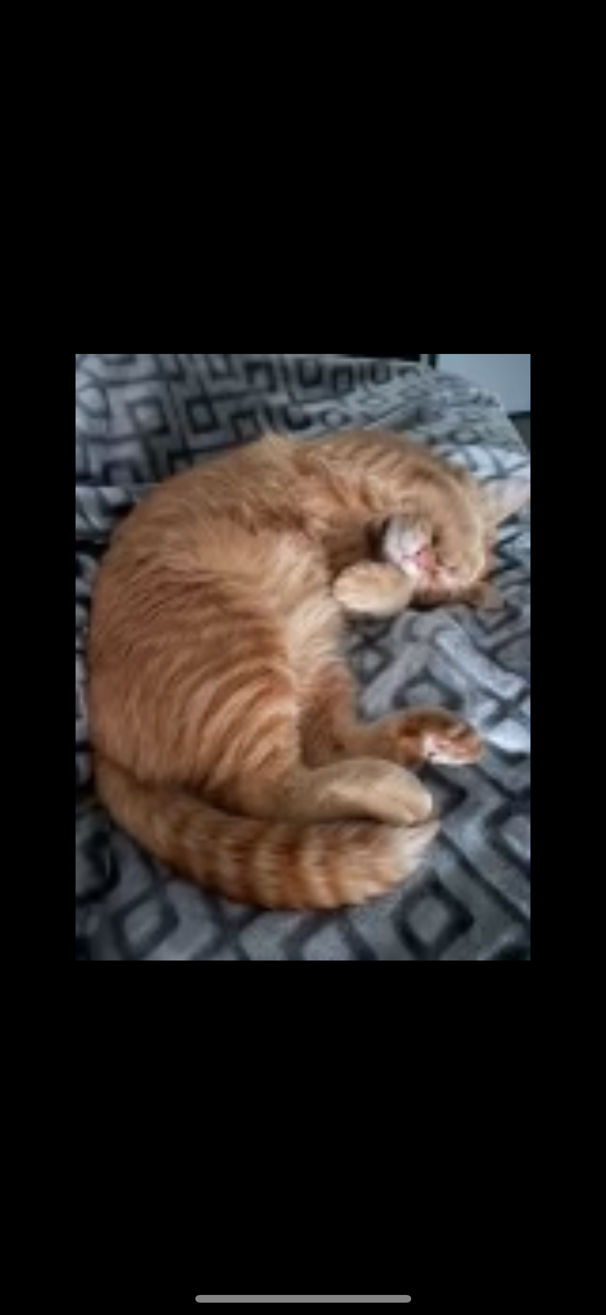 One Life, Nine Chances: Help Peaches fight for his! campaign photo, 6 of 7