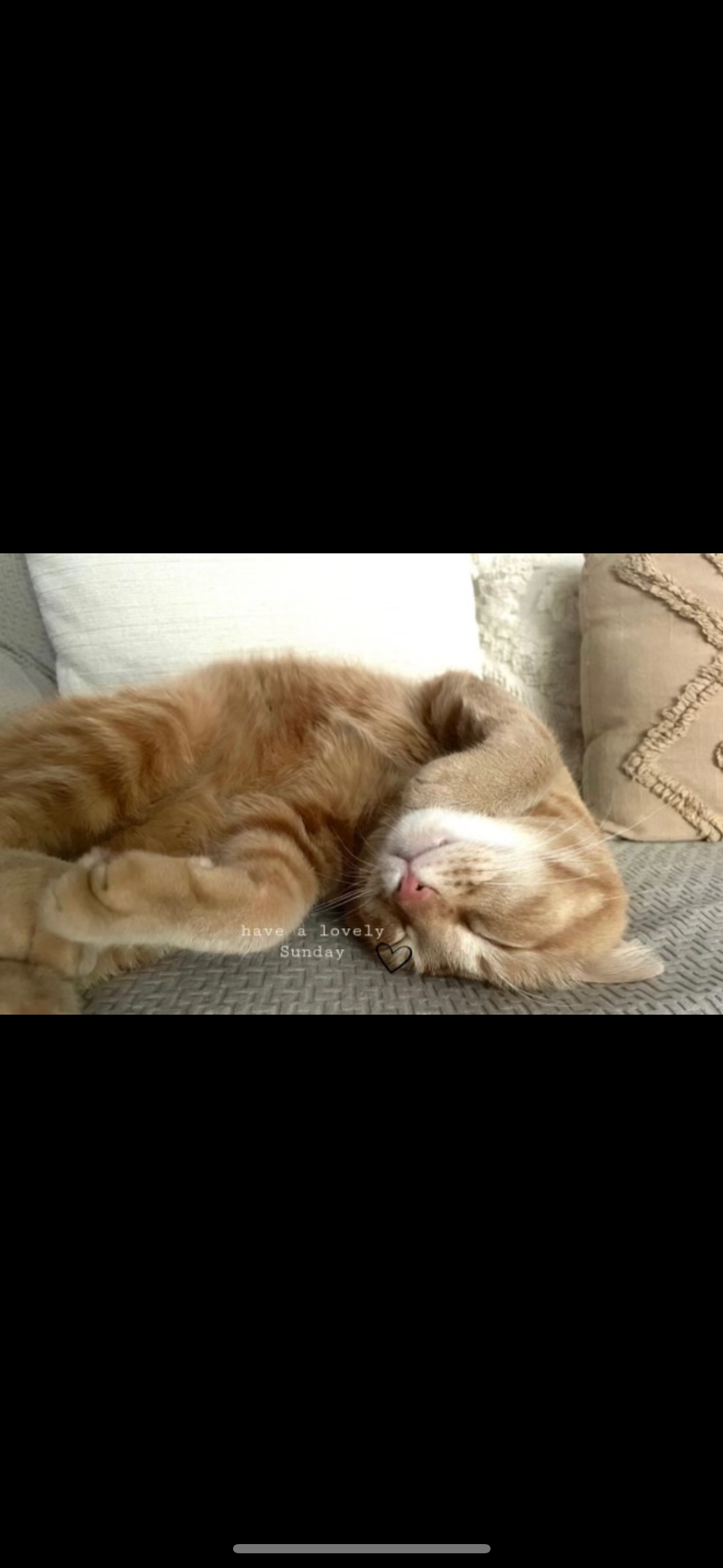 One Life, Nine Chances: Help Peaches fight for his! campaign photo, 2 of 7