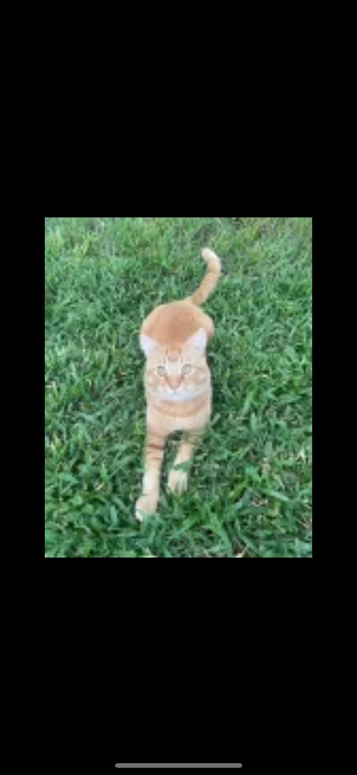 One Life, Nine Chances: Help Peaches fight for his! campaign photo, 4 of 7