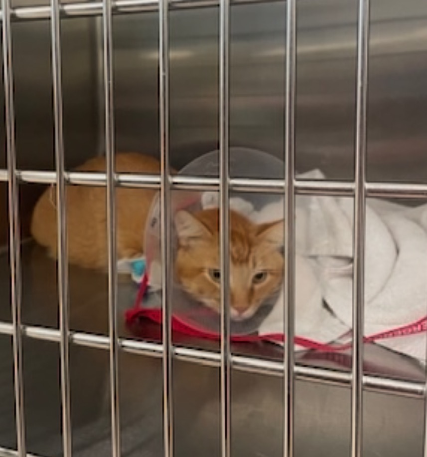One Life, Nine Chances: Help Peaches fight for his! campaign photo, 5 of 7