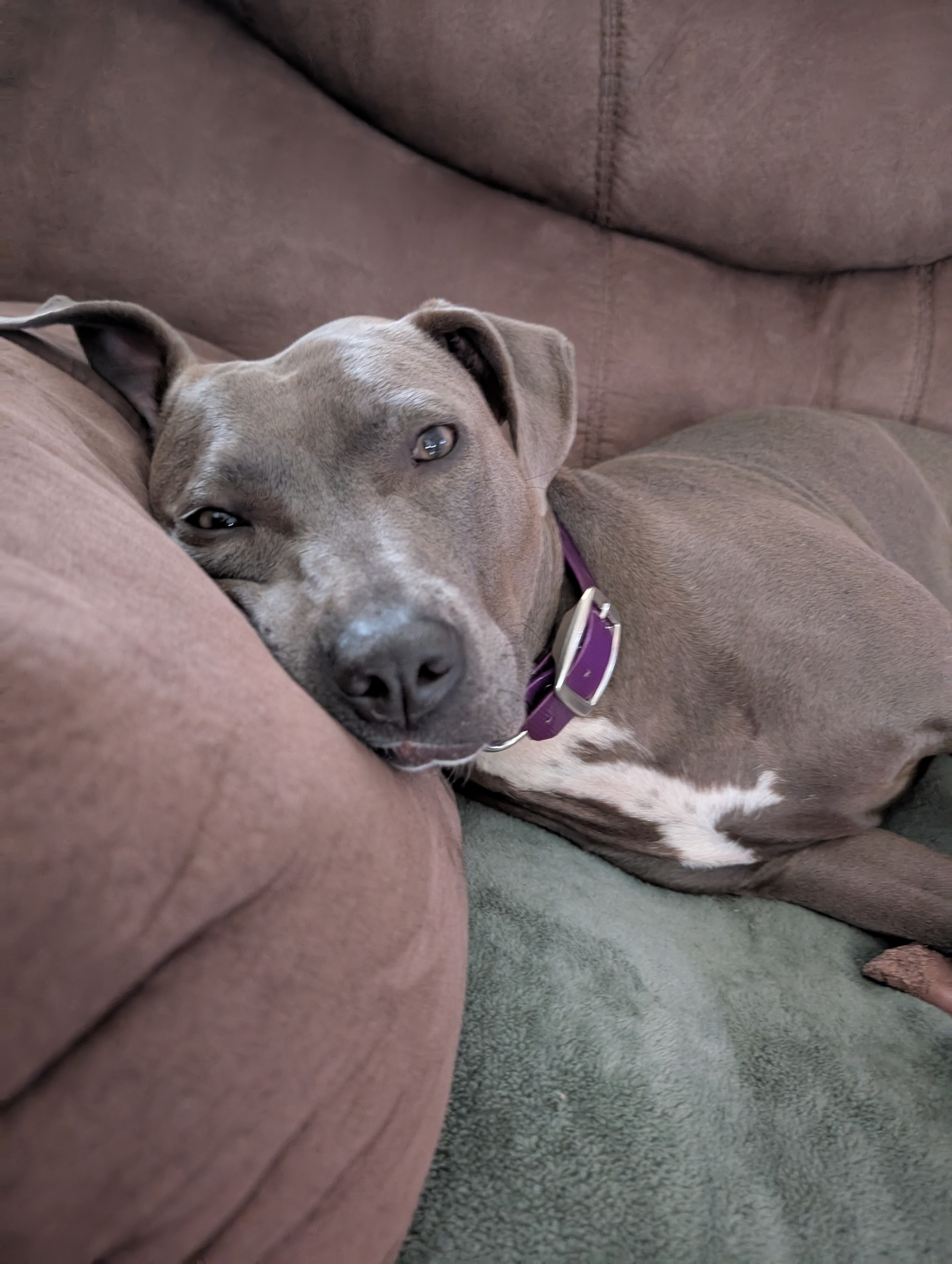Bunny Needs Your Help for Heartworm Treatment campaign photo, 7 of 8
