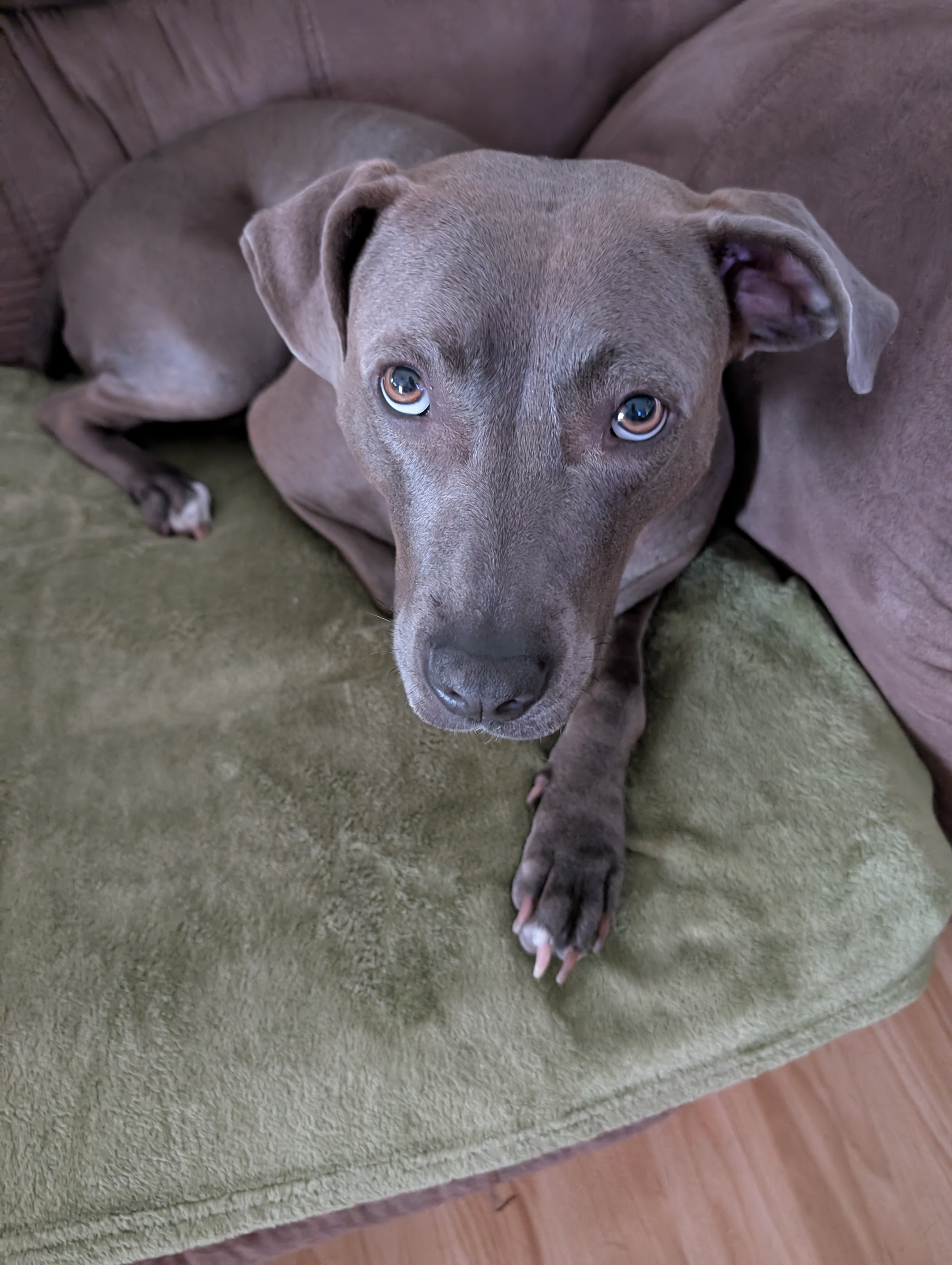 Bunny Needs Your Help for Heartworm Treatment campaign photo, 2 of 8