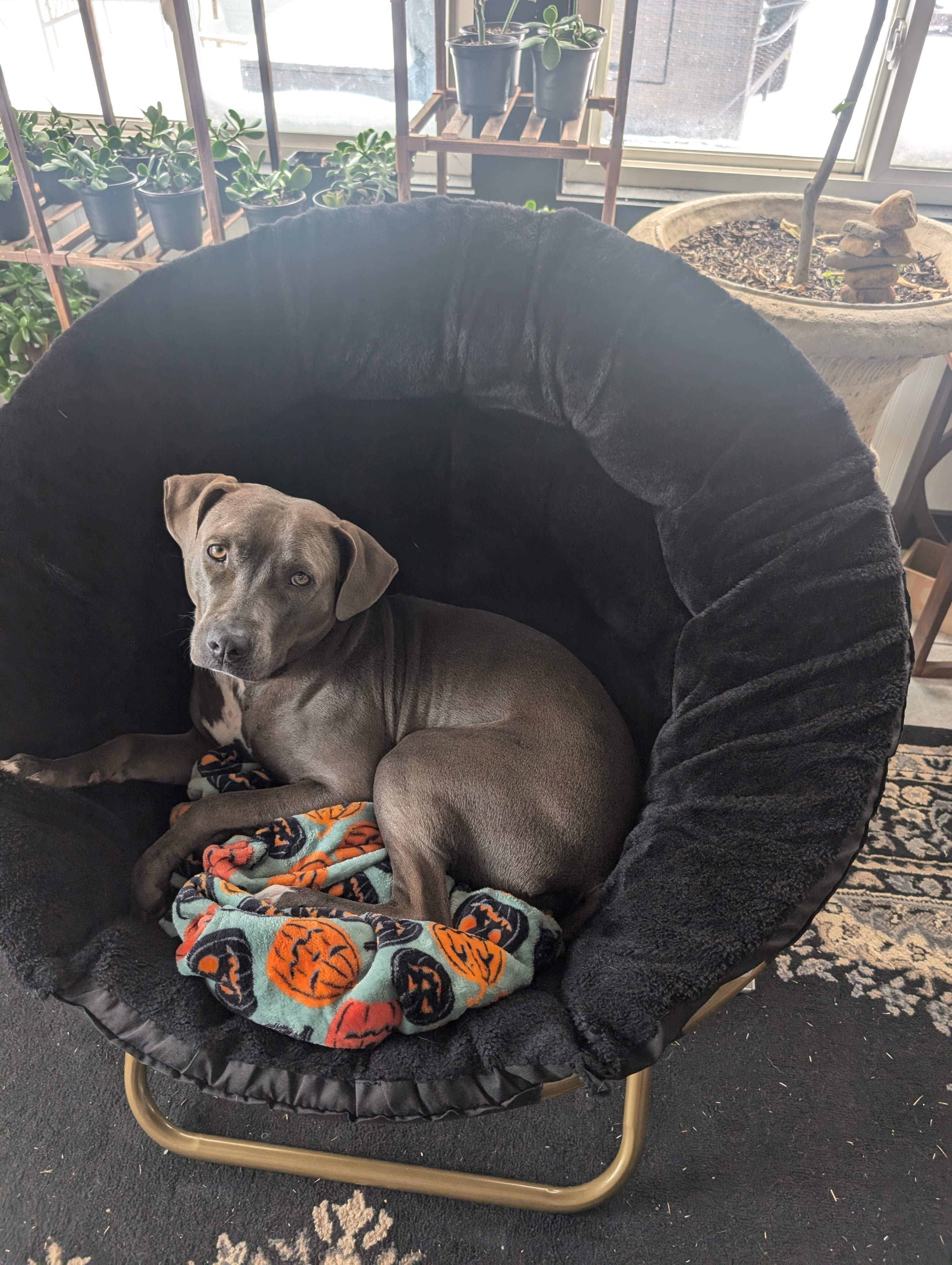 Bunny Needs Your Help for Heartworm Treatment campaign photo, 5 of 8