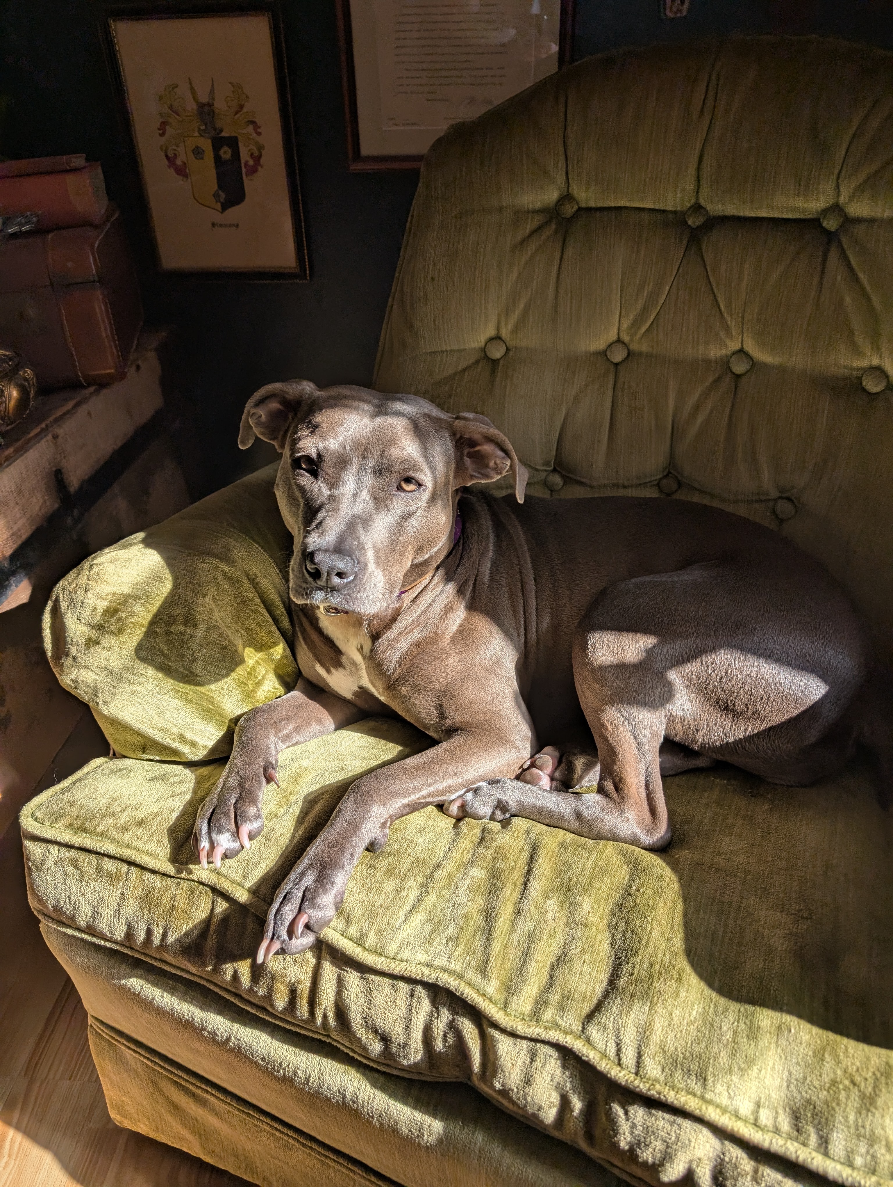 Bunny Needs Your Help for Heartworm Treatment campaign photo, 6 of 8