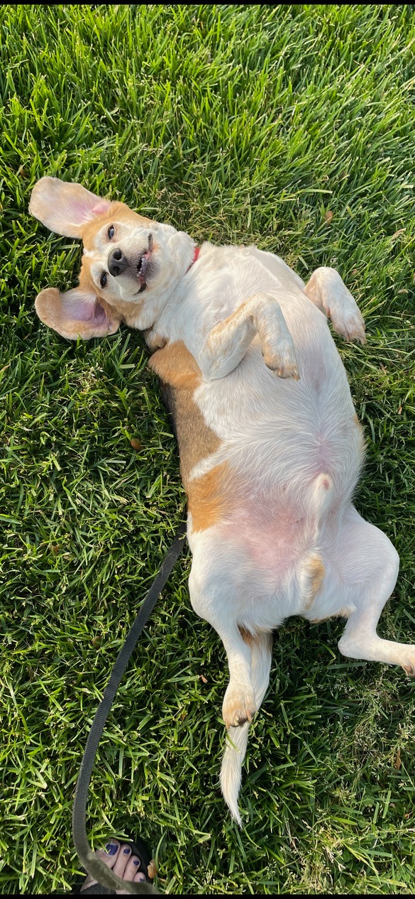 Donate to Keep Tucker Taylor Healthy and Happy campaign photo, 6 of 8