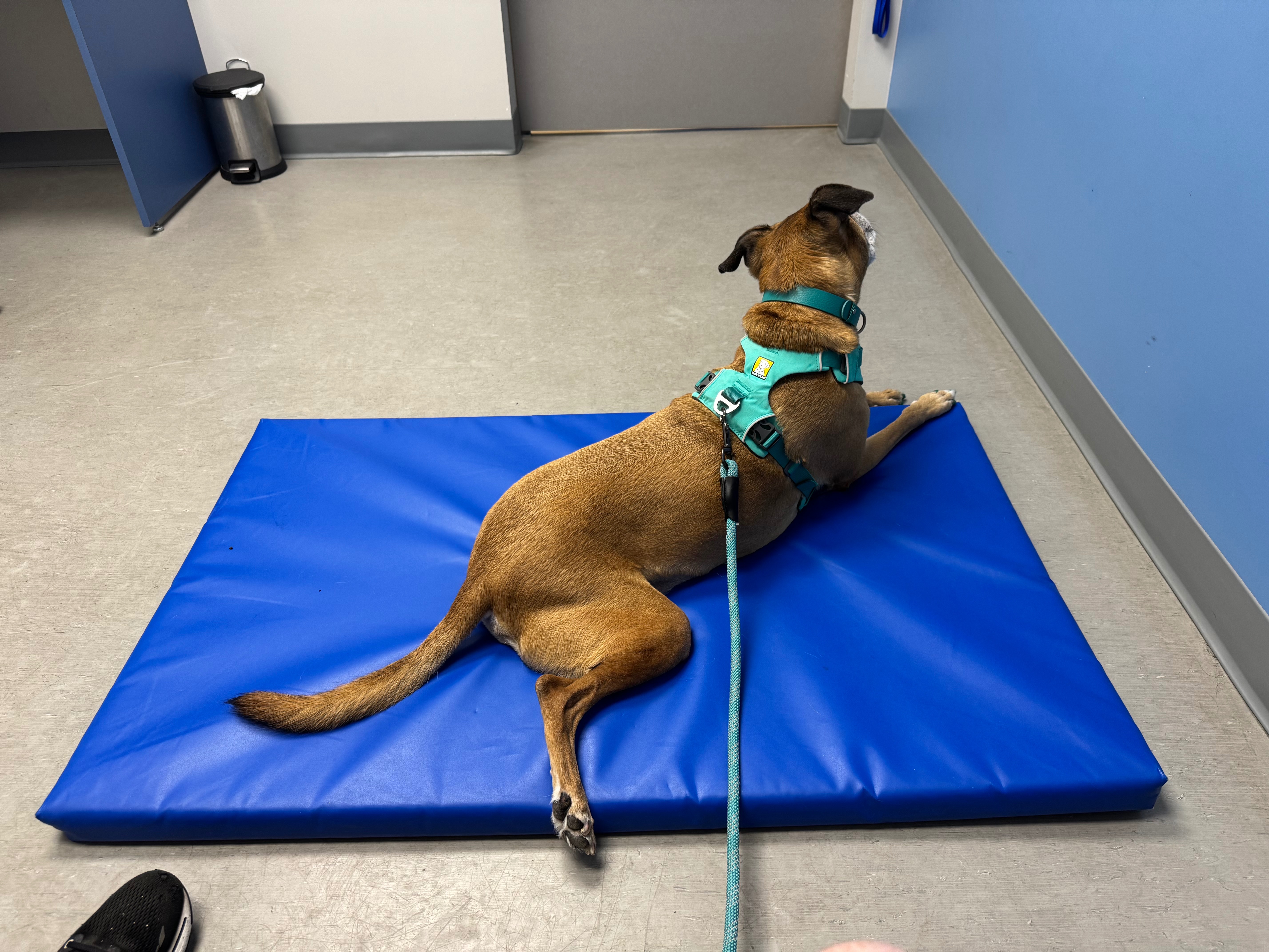 Help This Good Boy Run Again campaign photo, 2 of 8