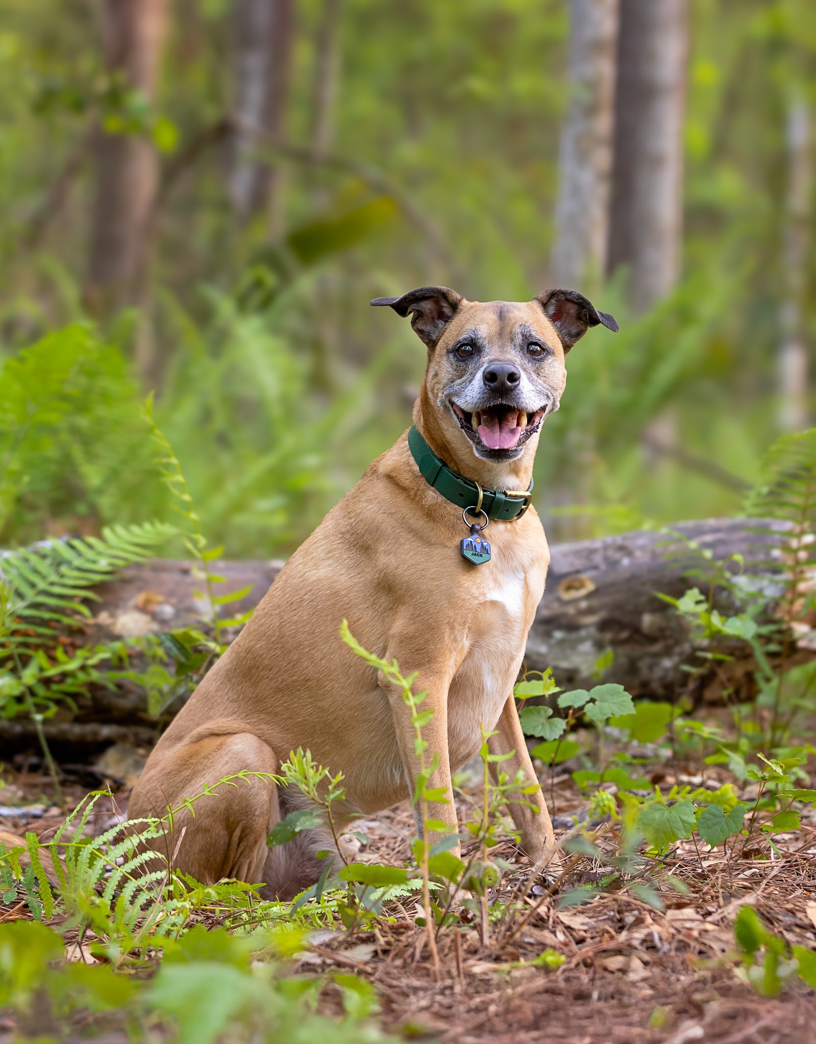 Help This Good Boy Run Again campaign photo, 6 of 8