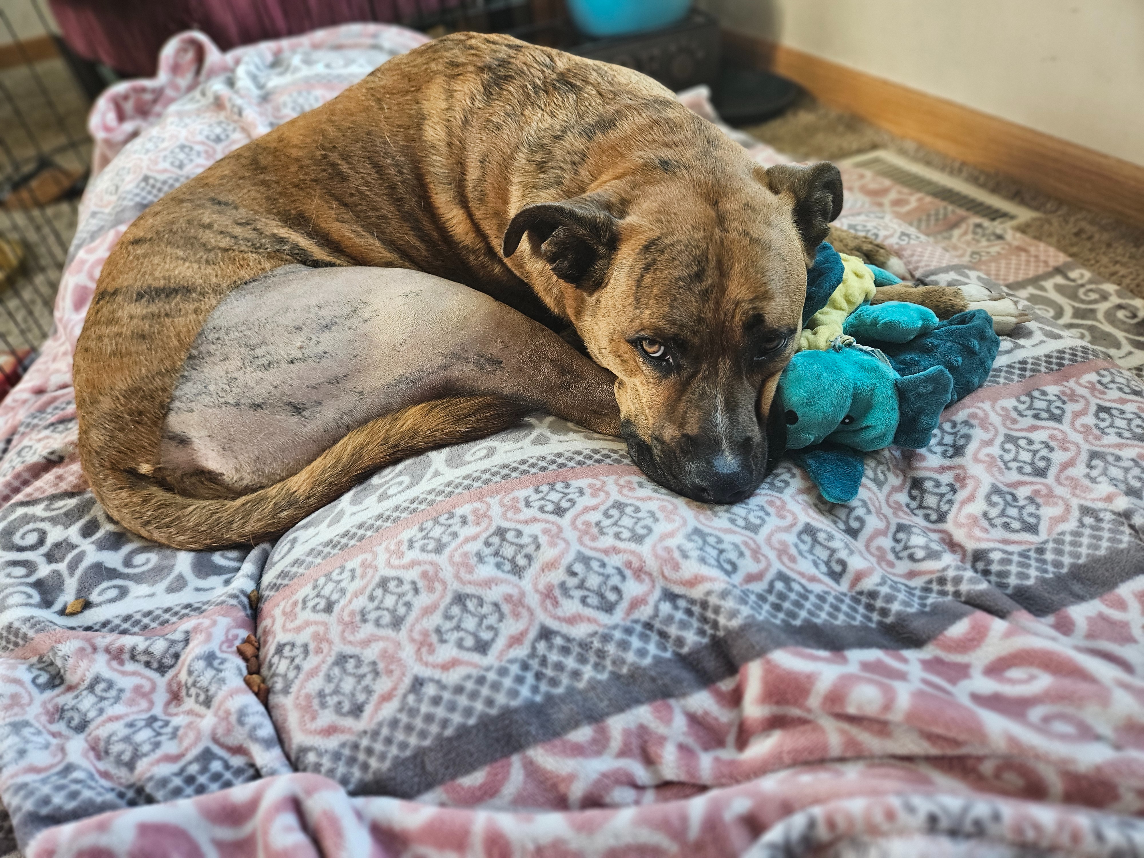 Help Koda Get Back On All Four Paws! campaign photo, 4 of 5