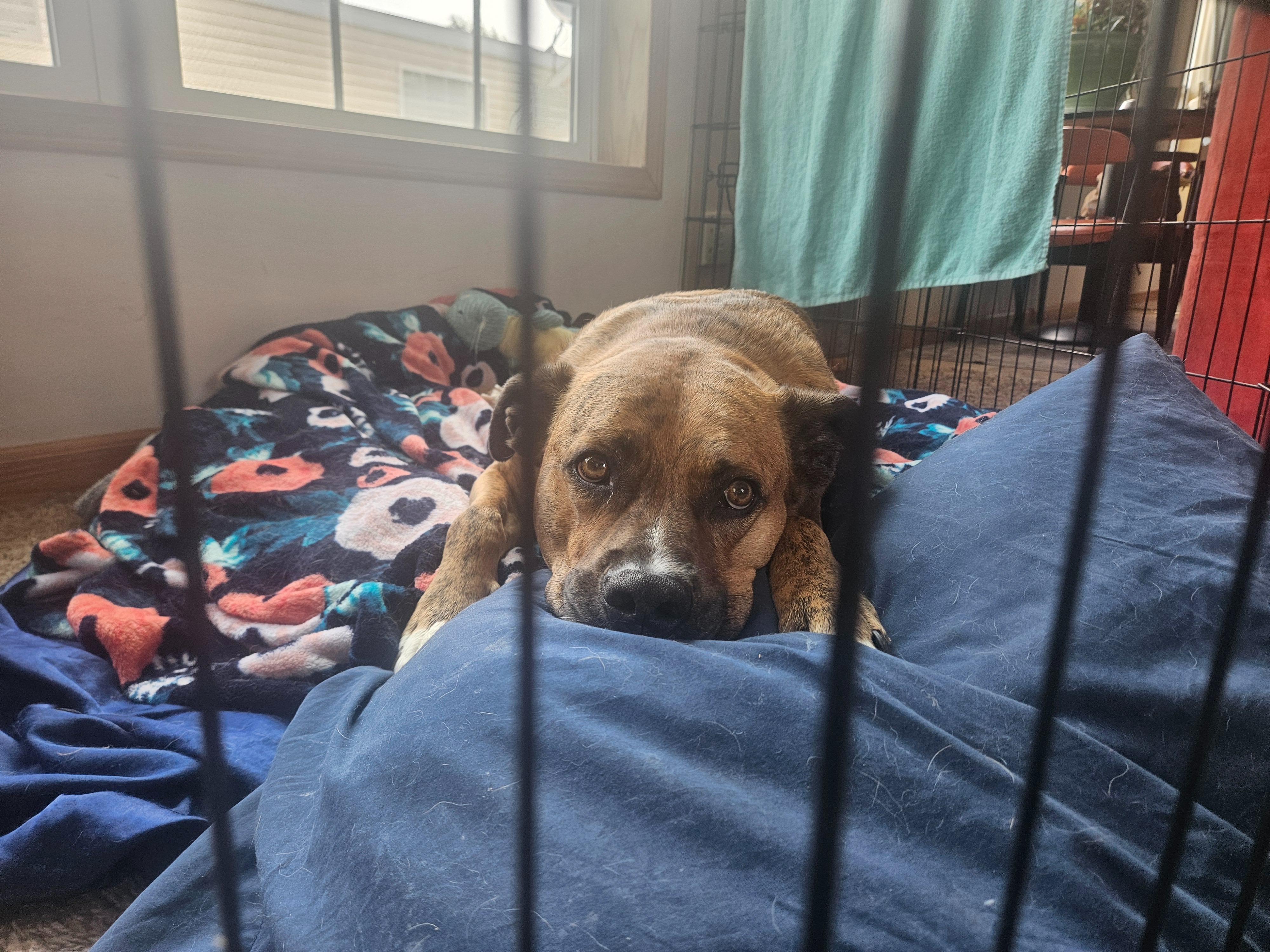 Help Koda Get Back On All Four Paws! campaign photo, 2 of 5