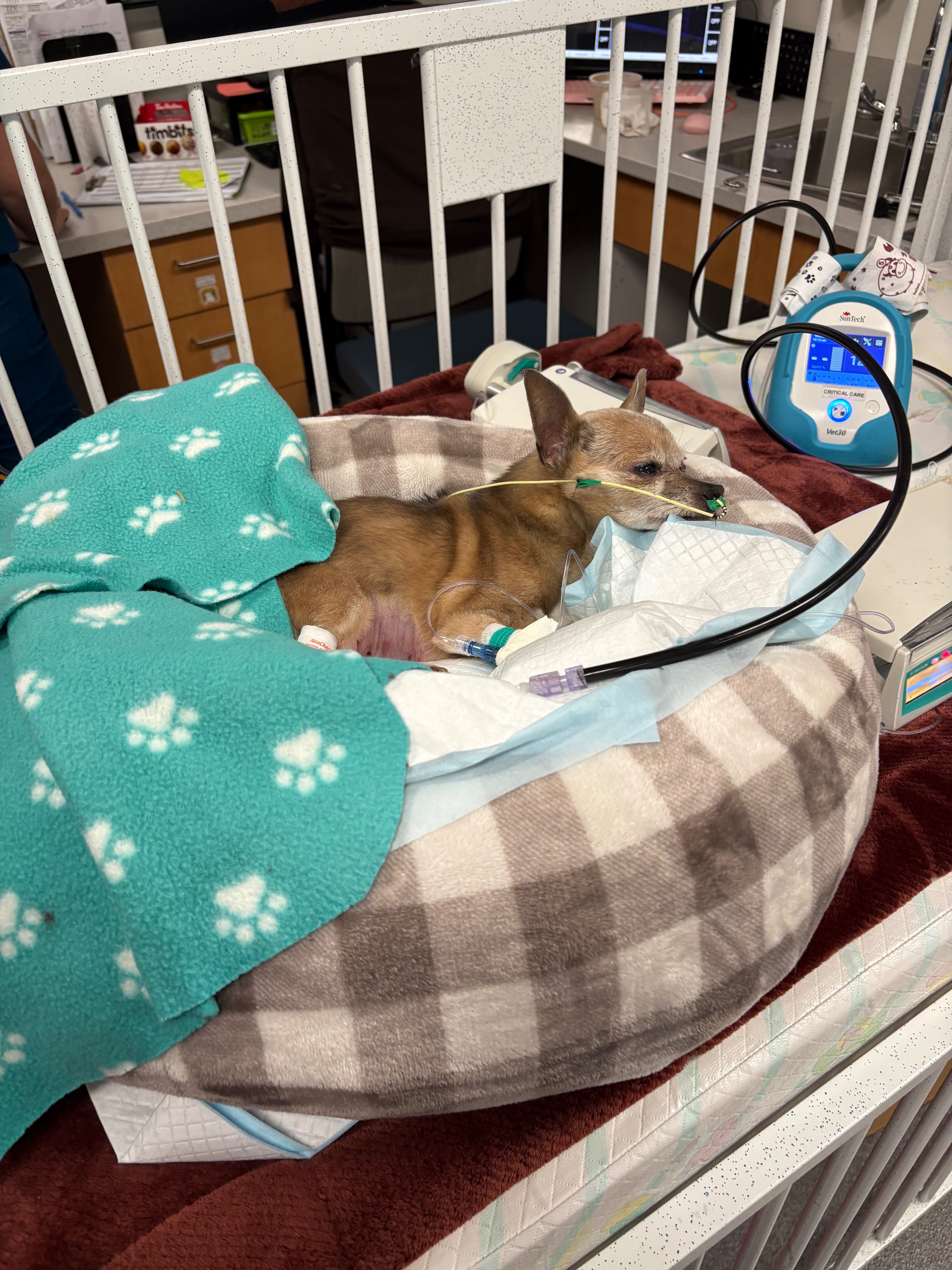 Help This Amazing Family Get Maya Home!! campaign photo, 4 of 5