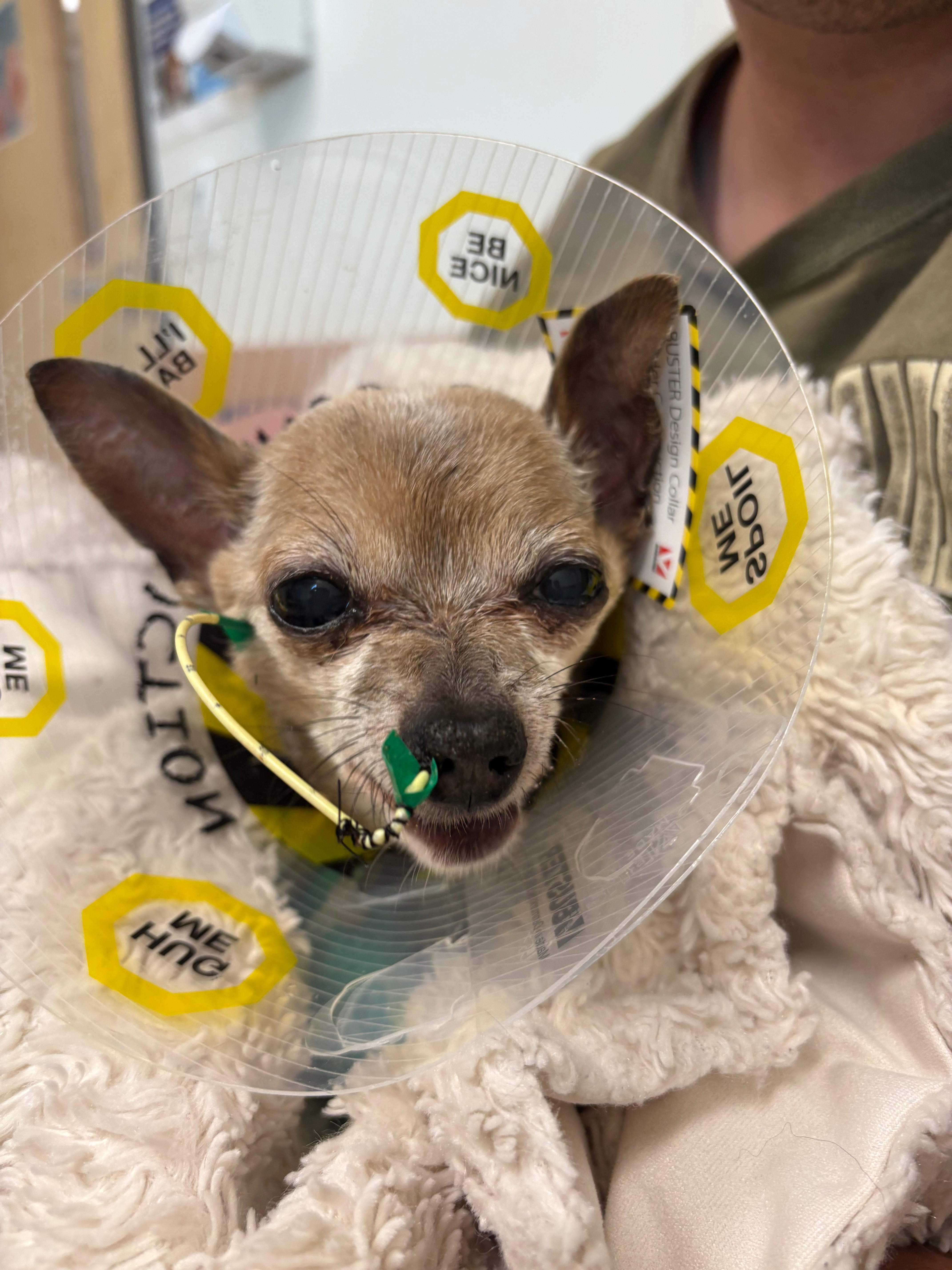 Help This Amazing Family Get Maya Home!! campaign photo, 2 of 5