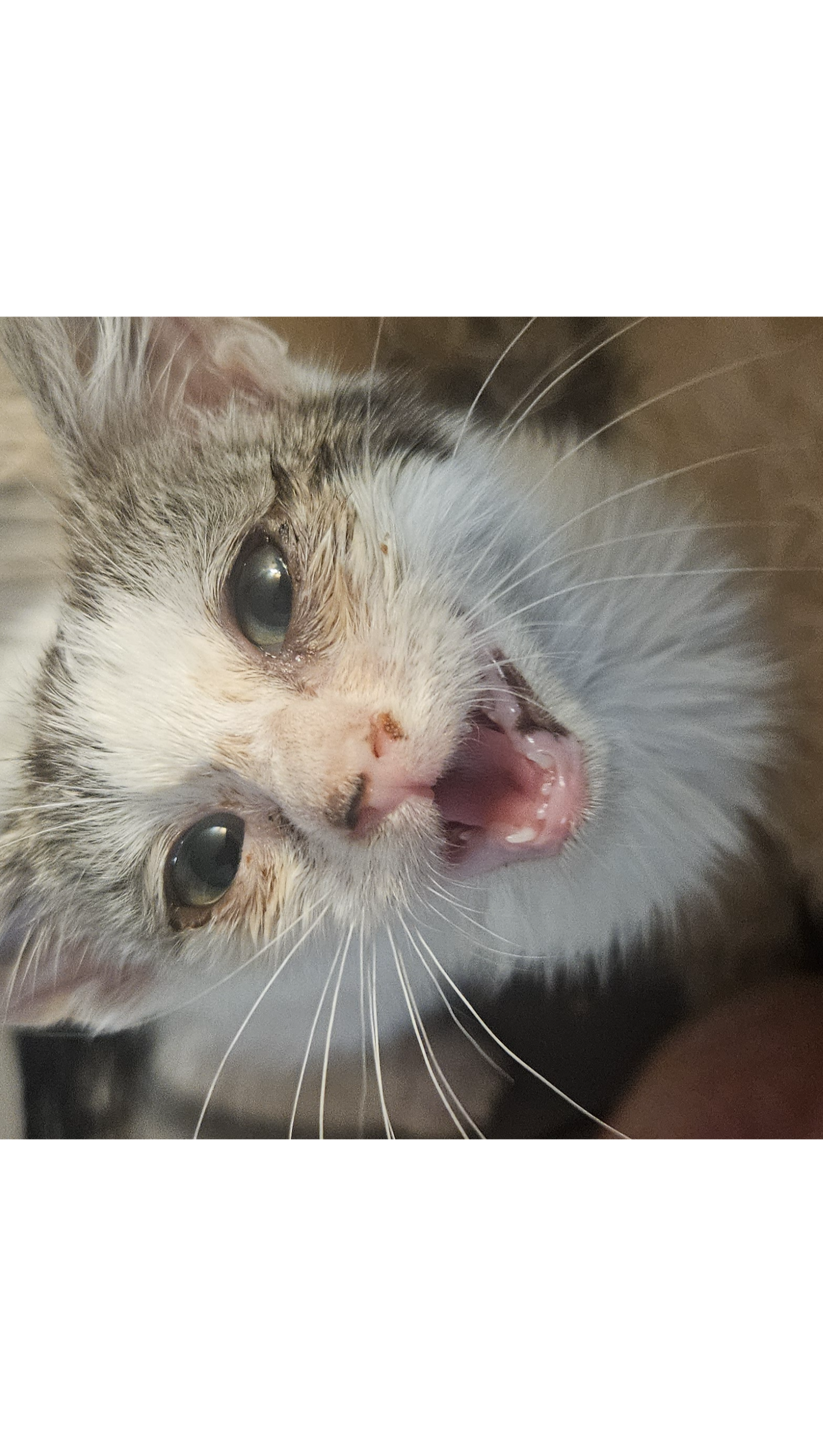 From Loss to Hope: Kitten Needs Surgery photo