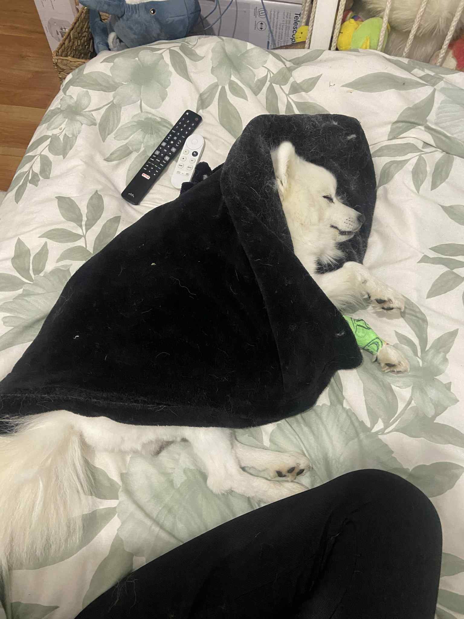 Help Hogan's treatment for Paralysis Tick campaign photo, 5 of 6