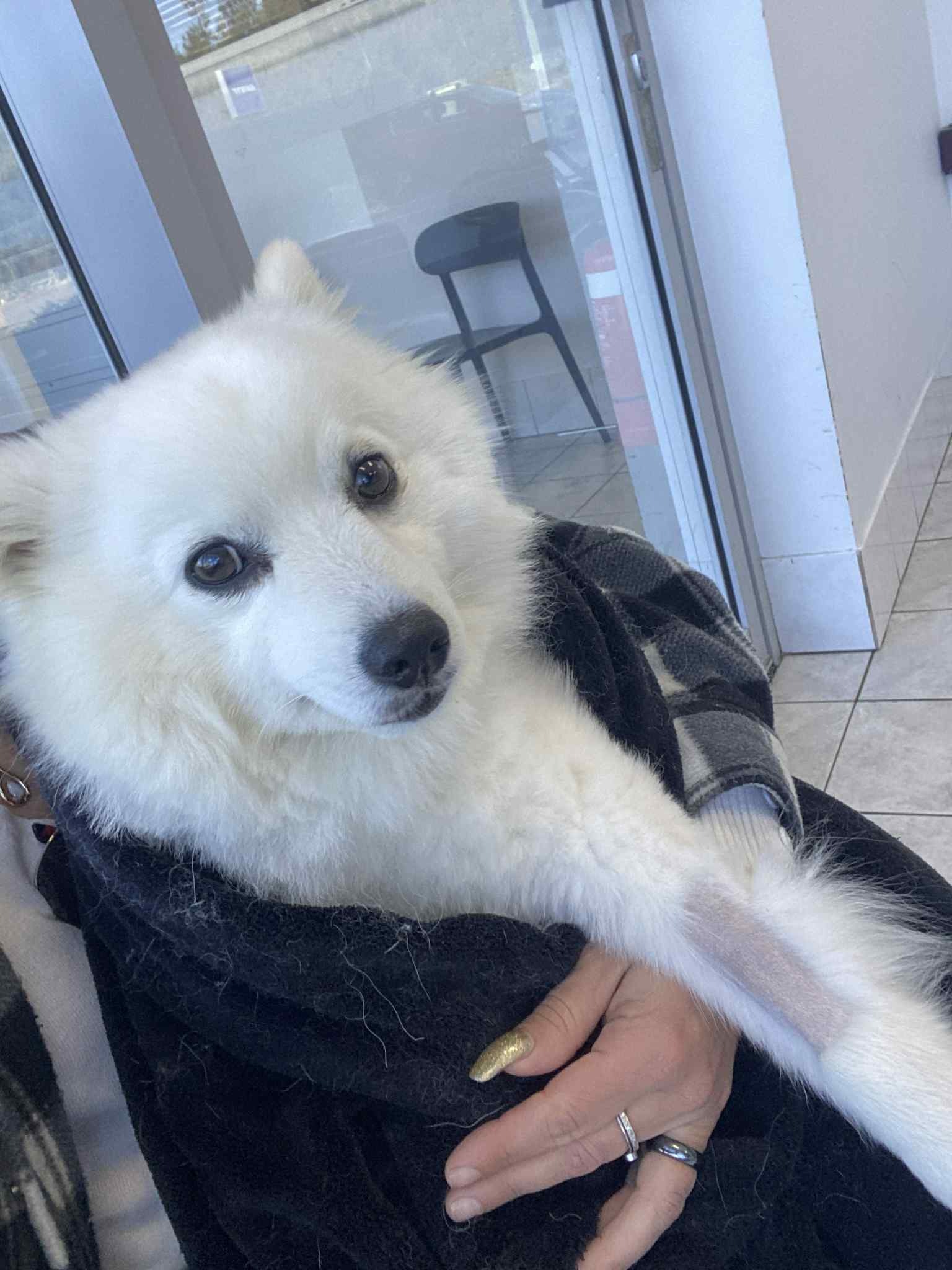 Help Hogan's treatment for Paralysis Tick campaign photo, 4 of 6
