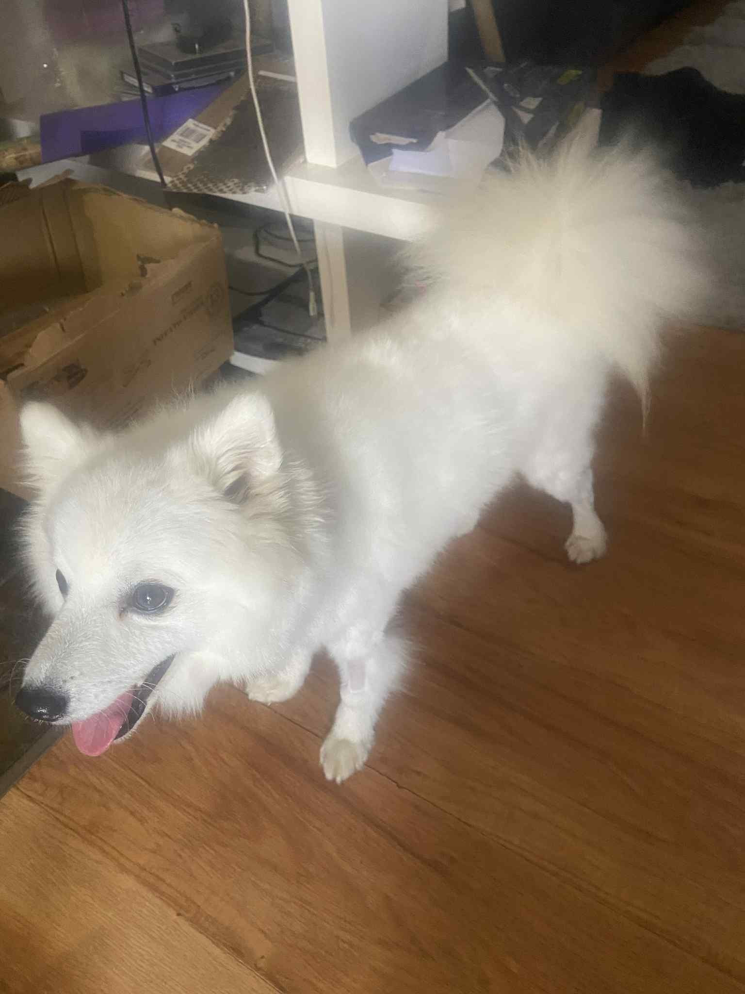 Help Hogan's treatment for Paralysis Tick campaign photo, 2 of 6