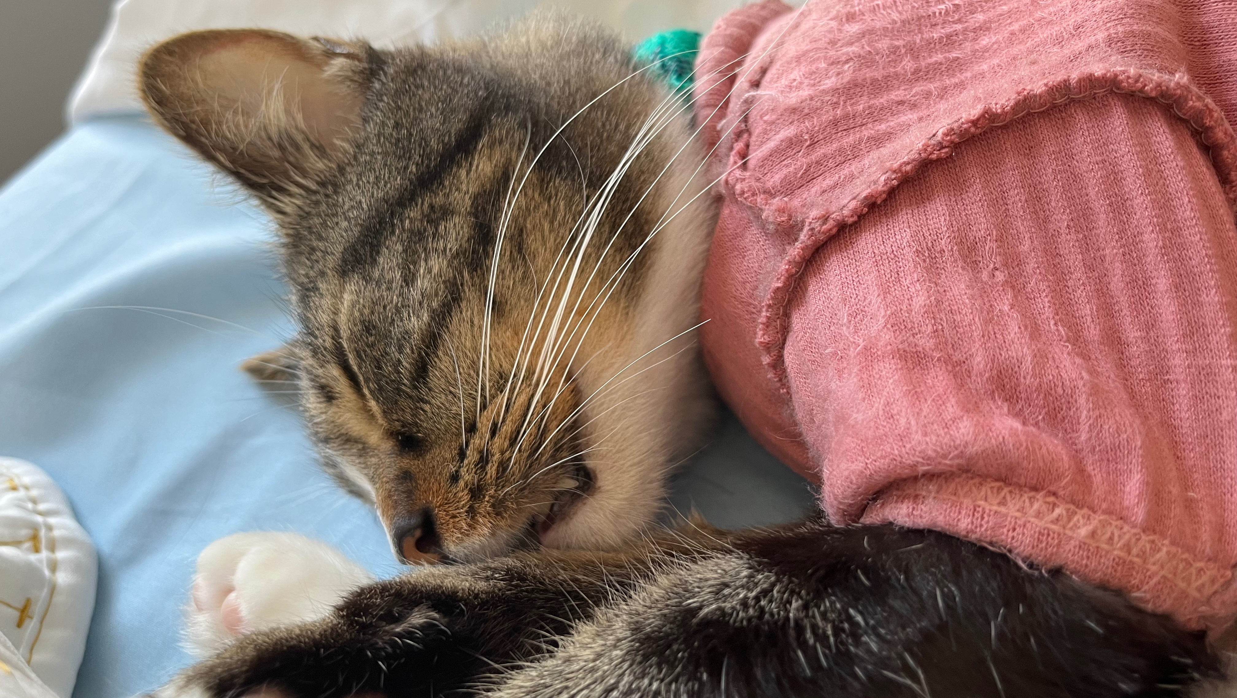 Save Leo: Urgent Care for My Beloved Cat photo