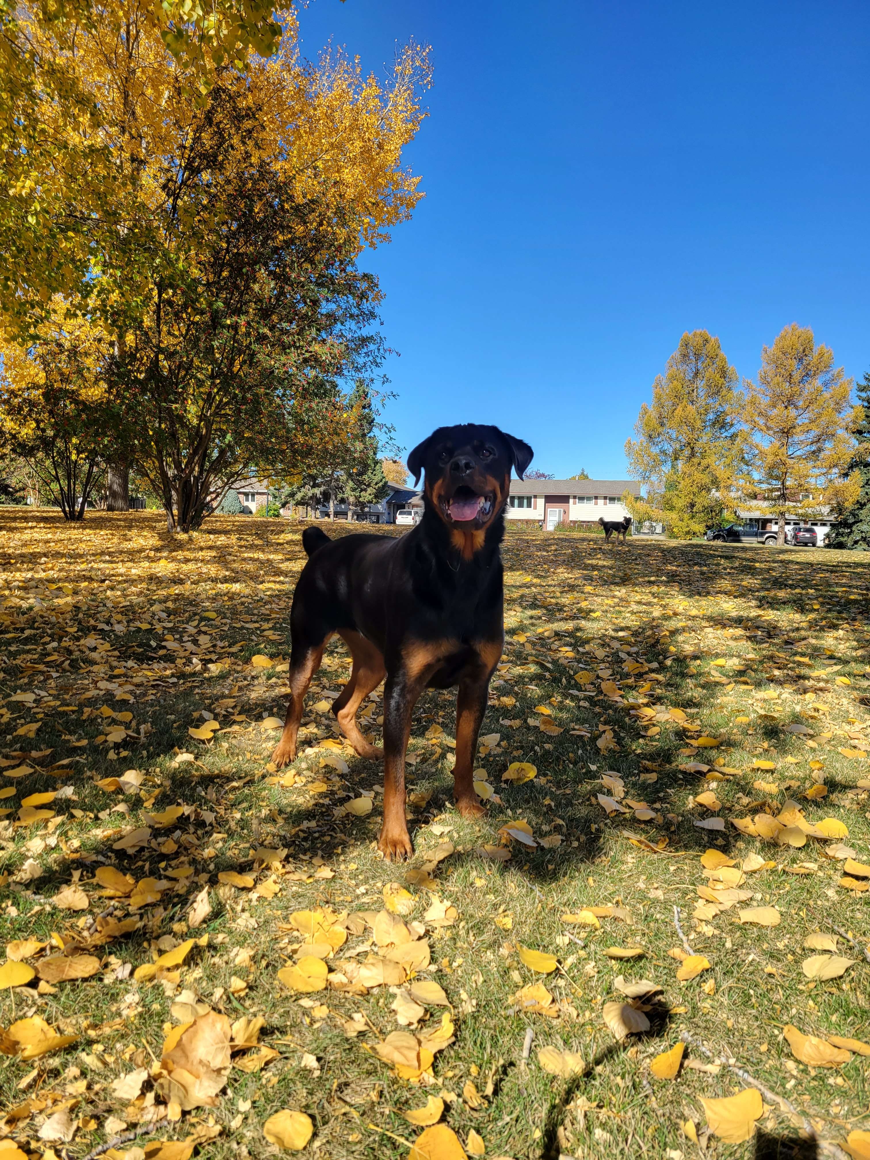Help Harley Get Back on Her Paws  campaign photo, 7 of 8