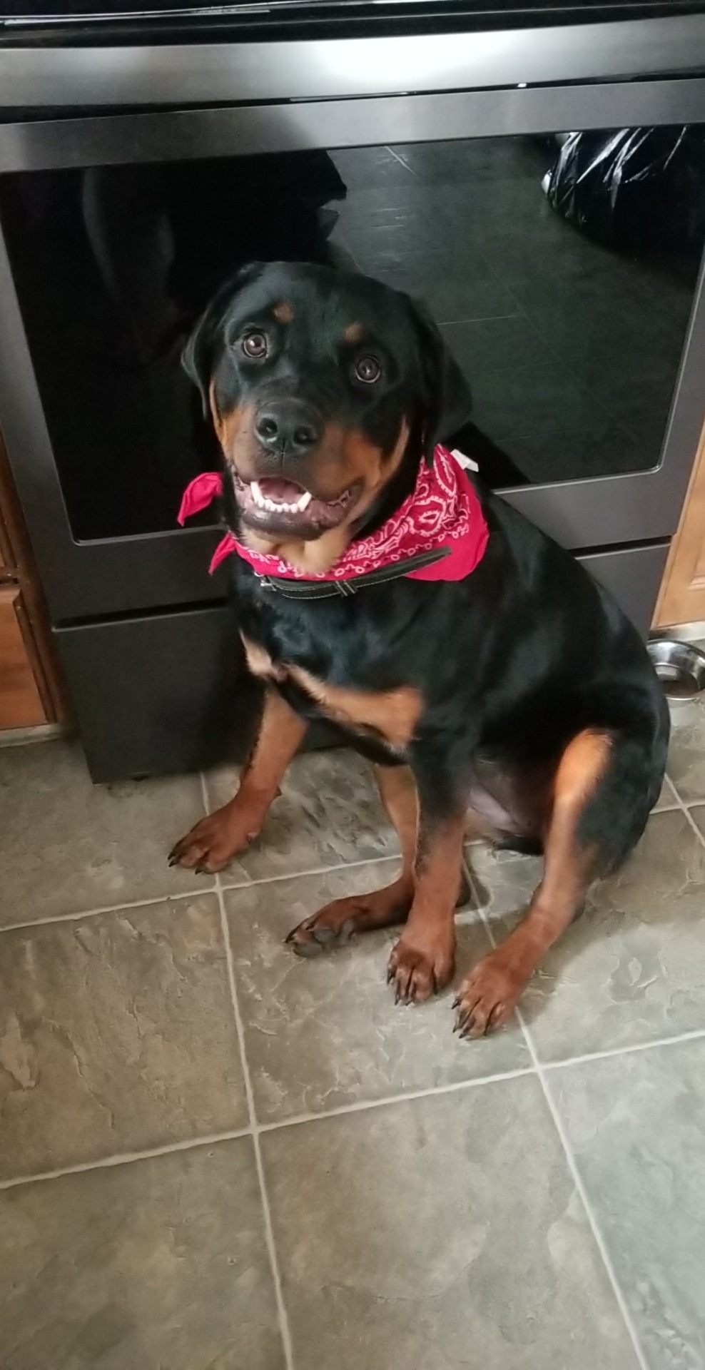 Help Harley Get Back on Her Paws  campaign photo, 2 of 8