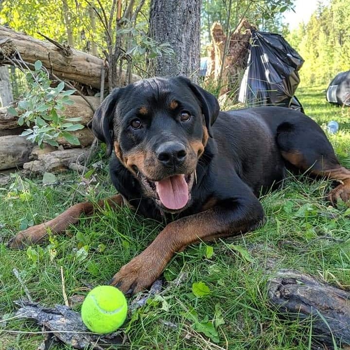 Help Harley Get Back on Her Paws  campaign photo, 6 of 8