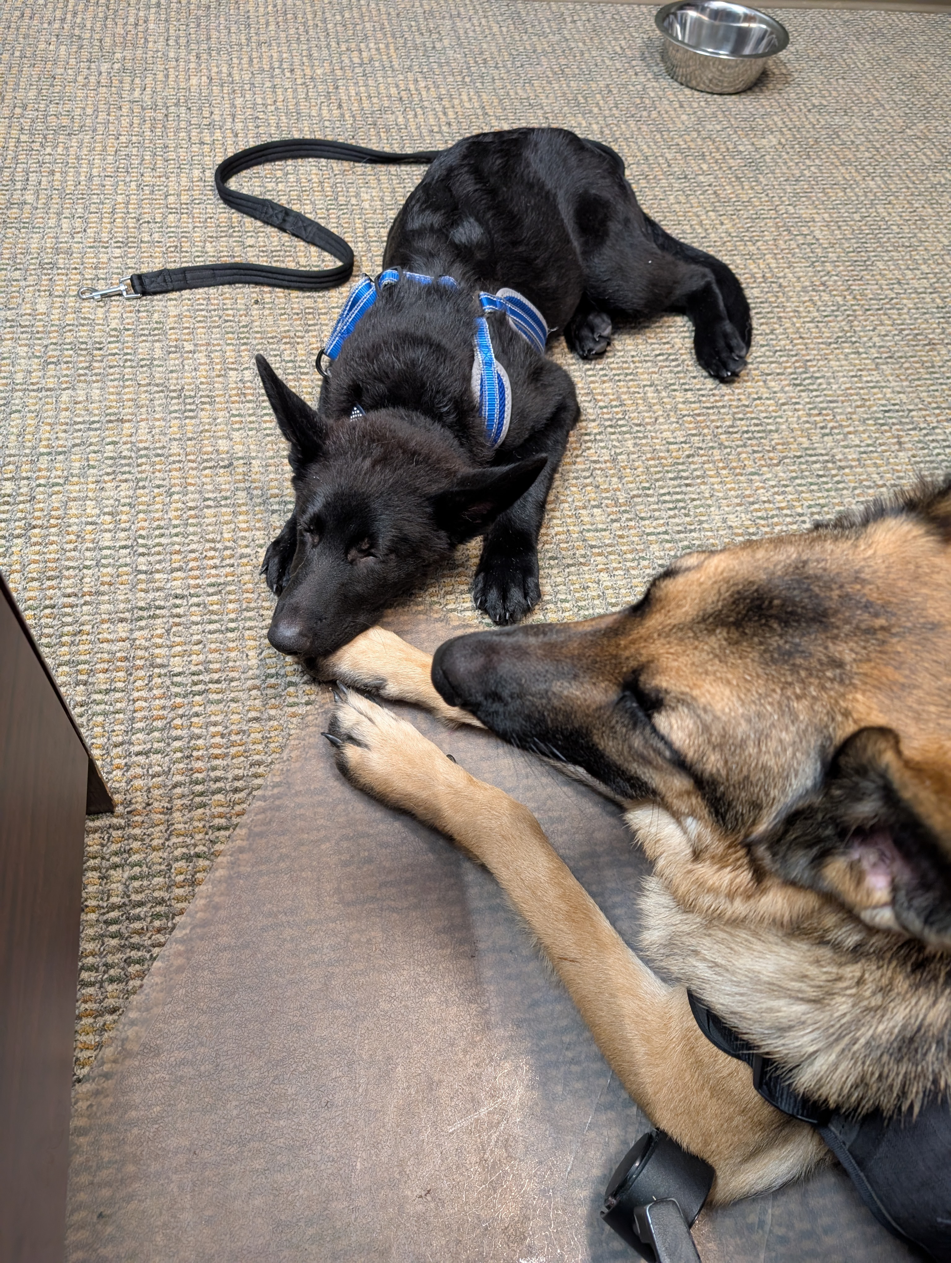 Support Therapy Dogs for Child Welfare Workers campaign photo, 2 of 4