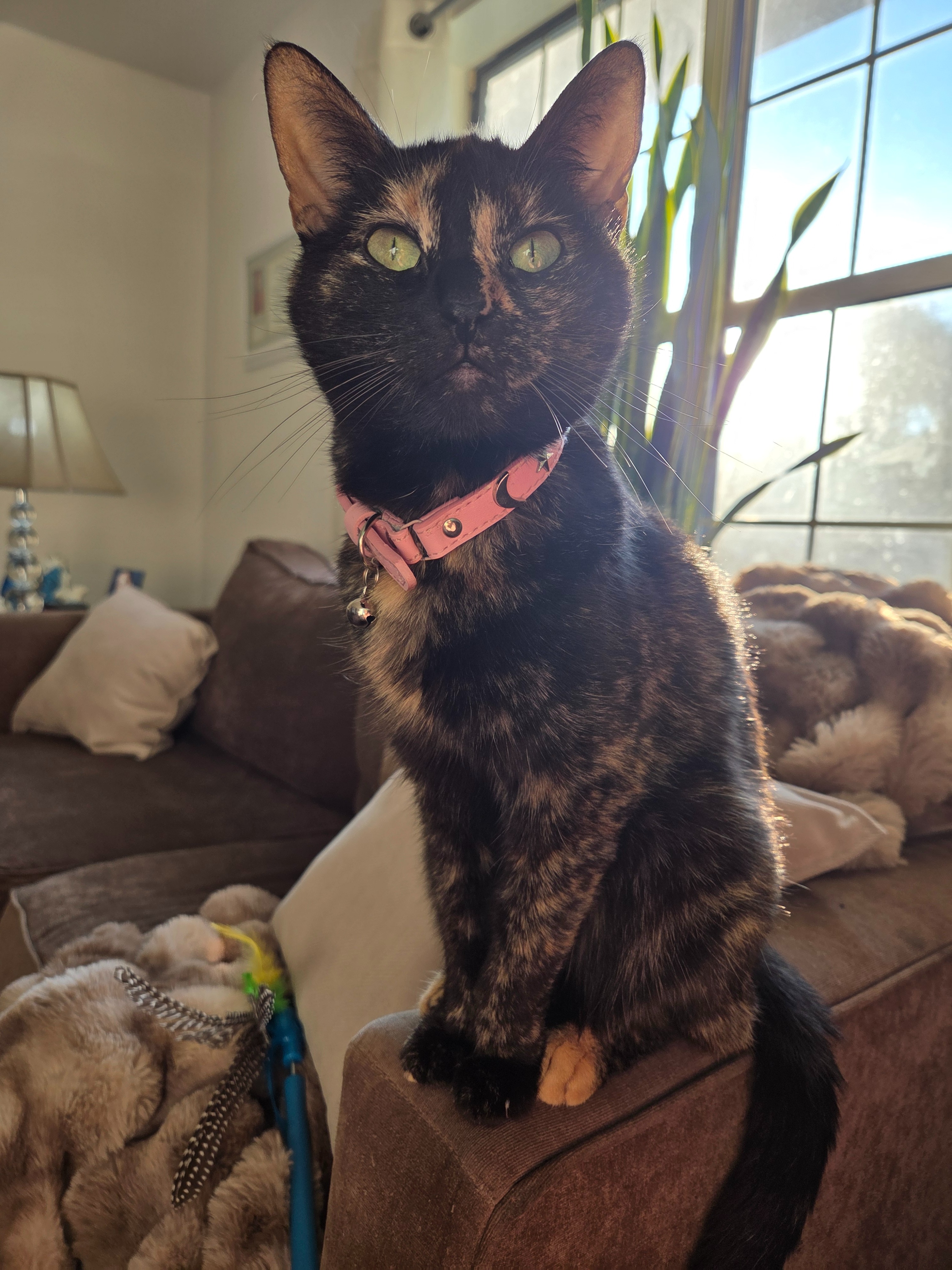 Asthma Care for Sweet Rescue Cat- Help SodaPop campaign photo, 7 of 8