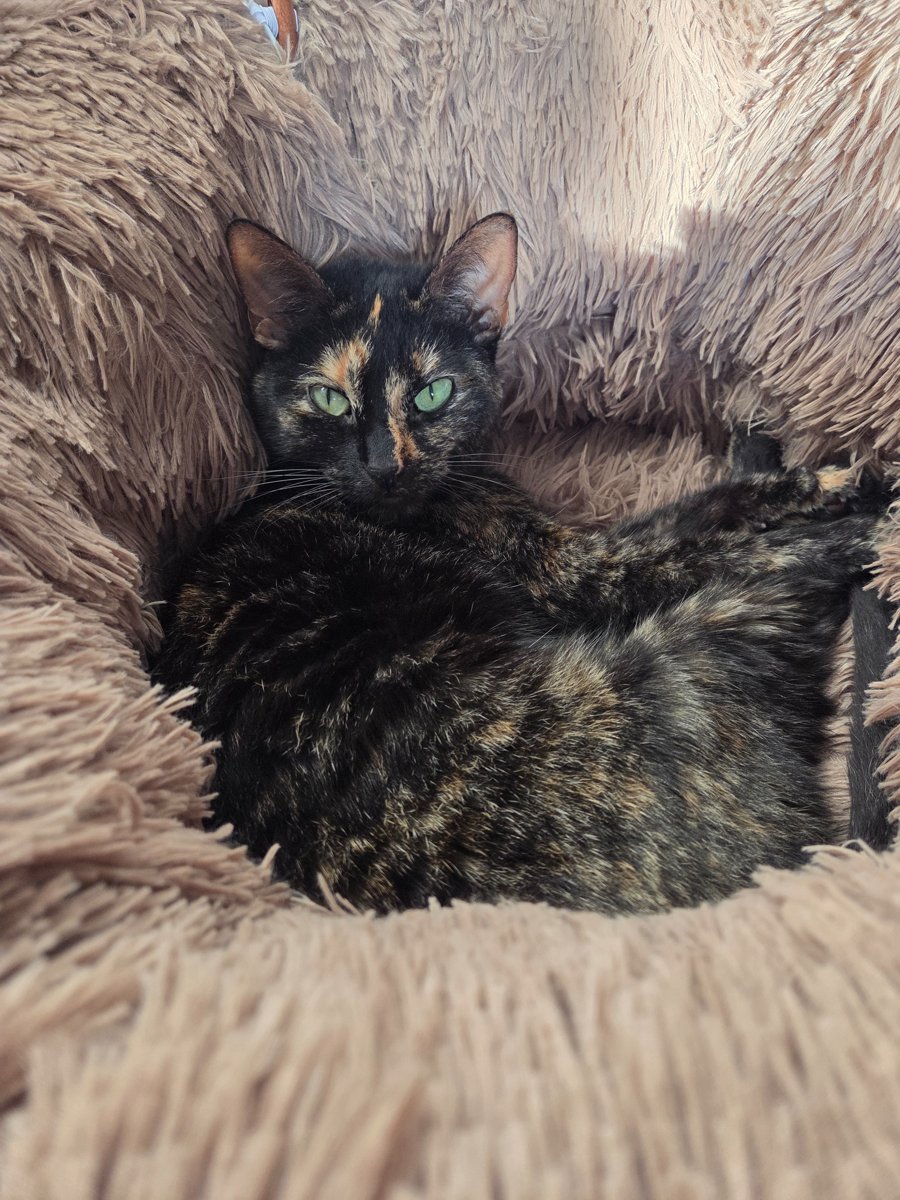 Asthma Care for Sweet Rescue Cat- Help SodaPop campaign photo, 2 of 8