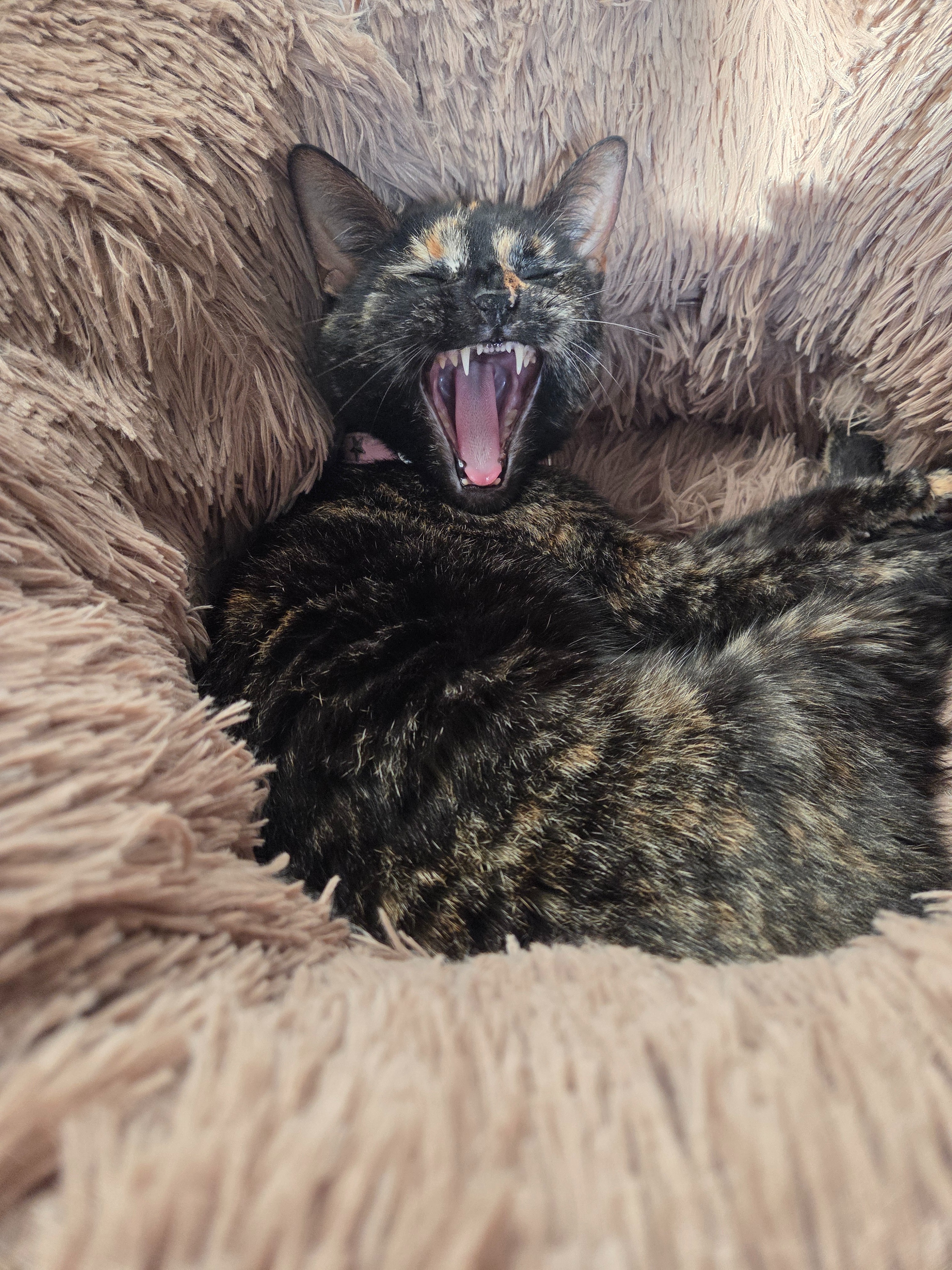 Asthma Care for Sweet Rescue Cat- Help SodaPop campaign photo, 4 of 8