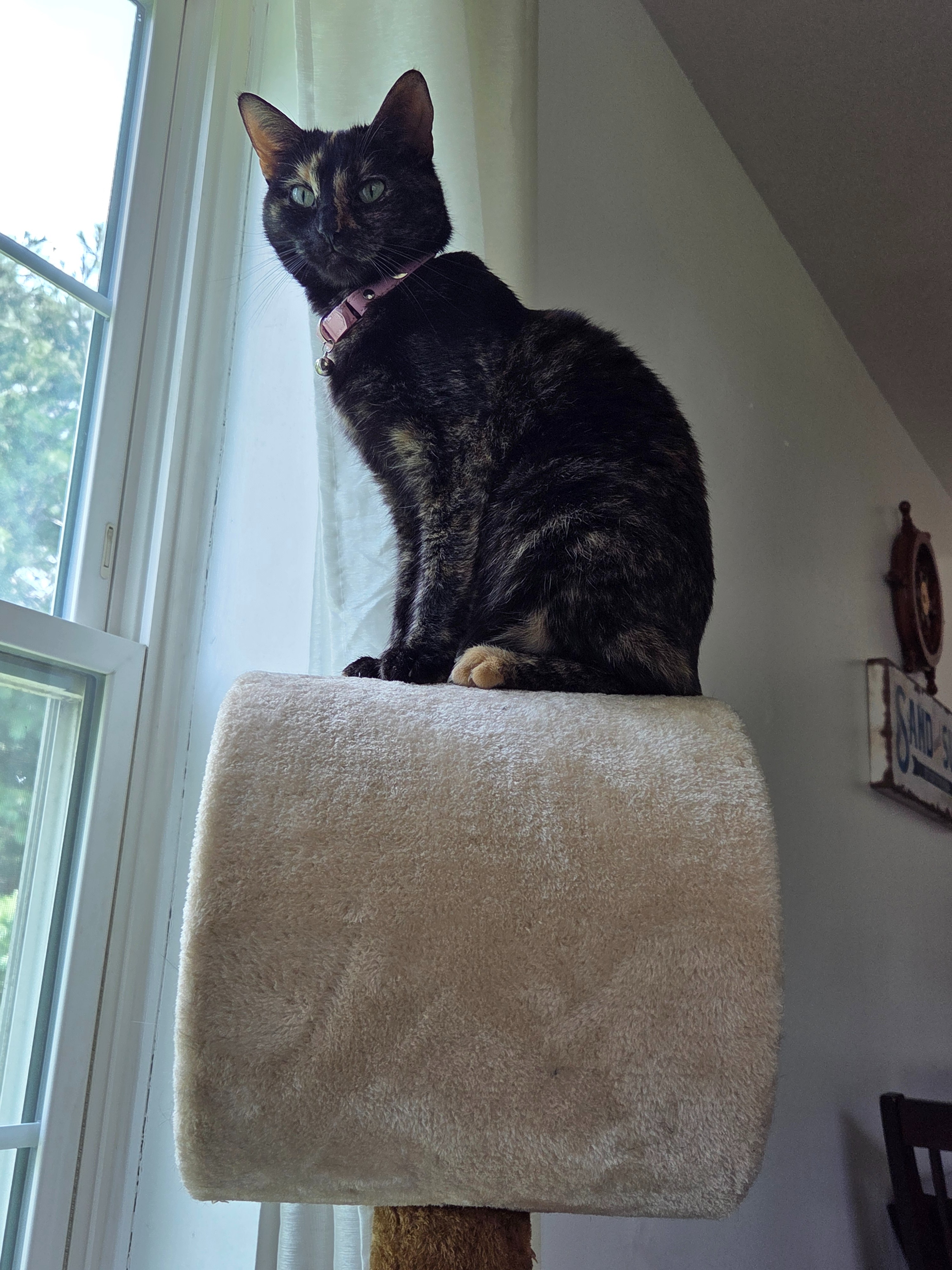 Asthma Care for Sweet Rescue Cat- Help SodaPop campaign photo, 5 of 8