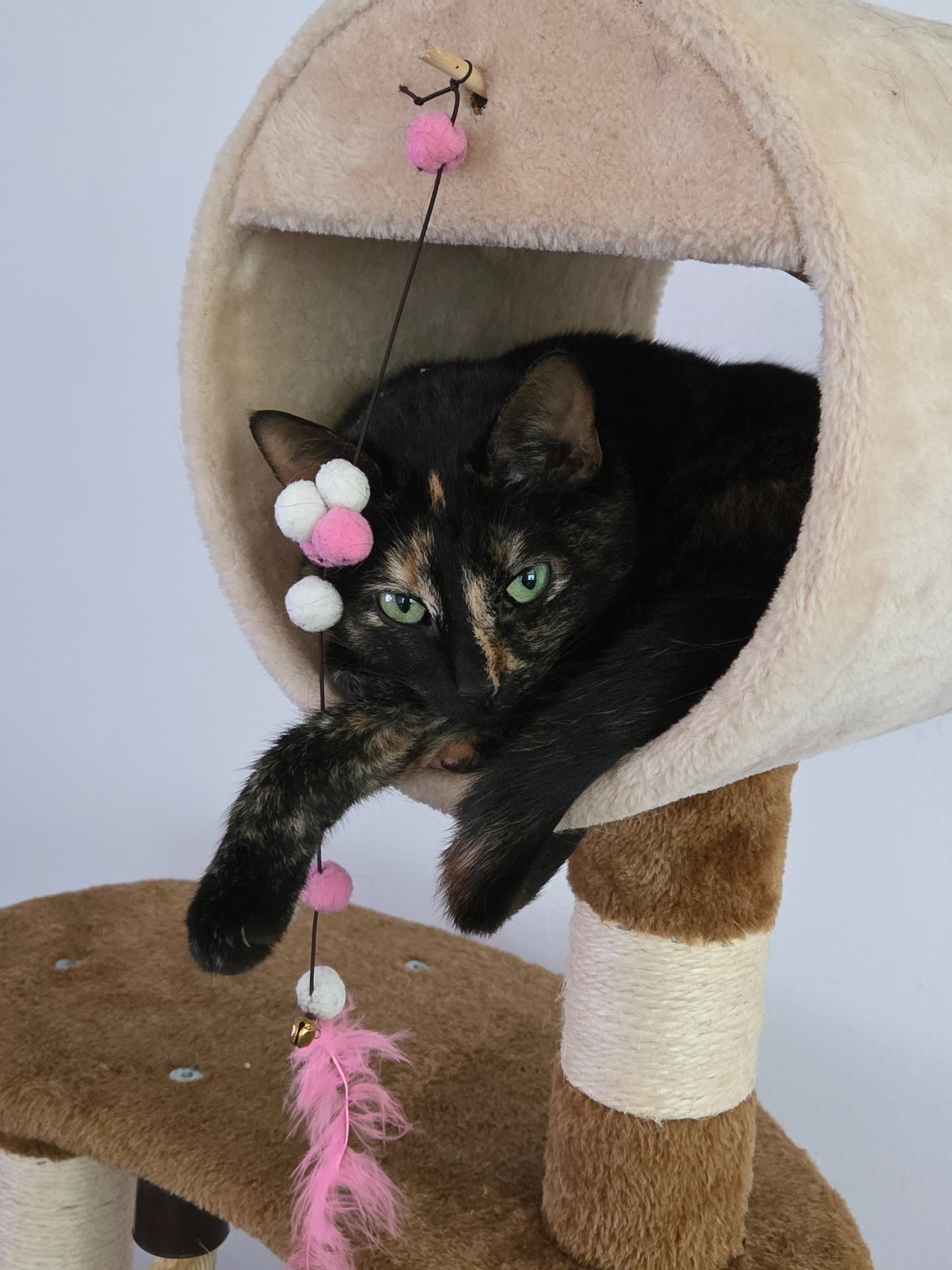 Asthma Care for Sweet Rescue Cat- Help SodaPop campaign photo, 6 of 8