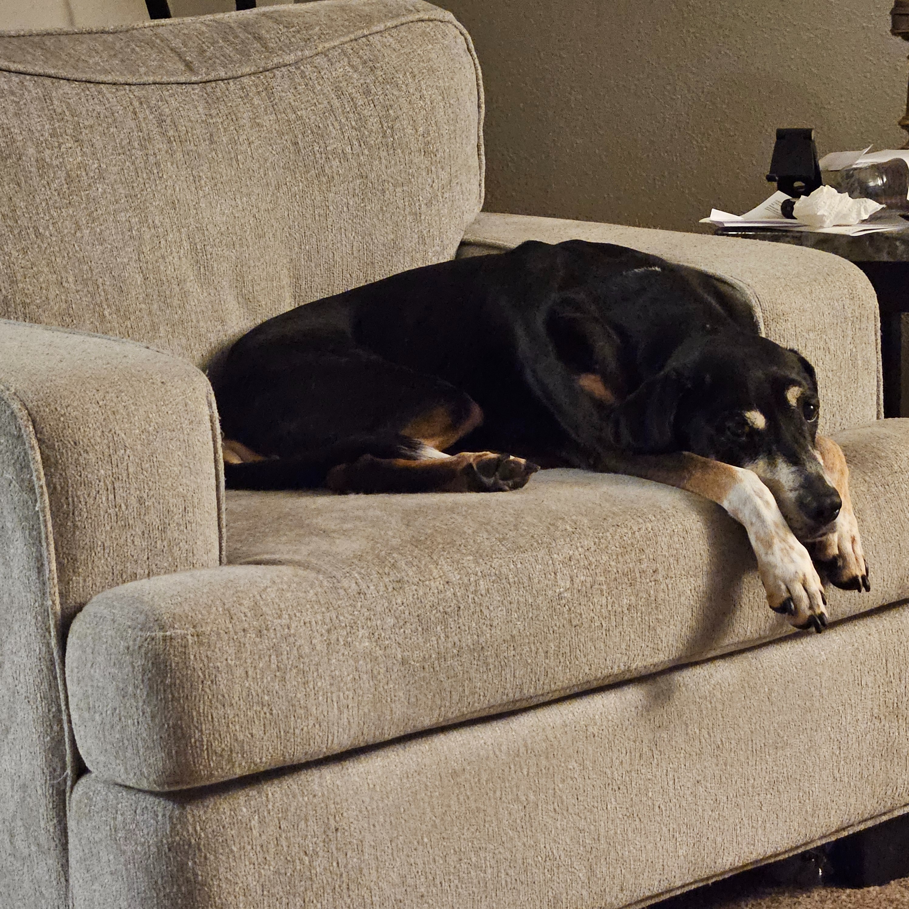 Help Holly Fight Cancer: Surgery Fund campaign photo, 6 of 7
