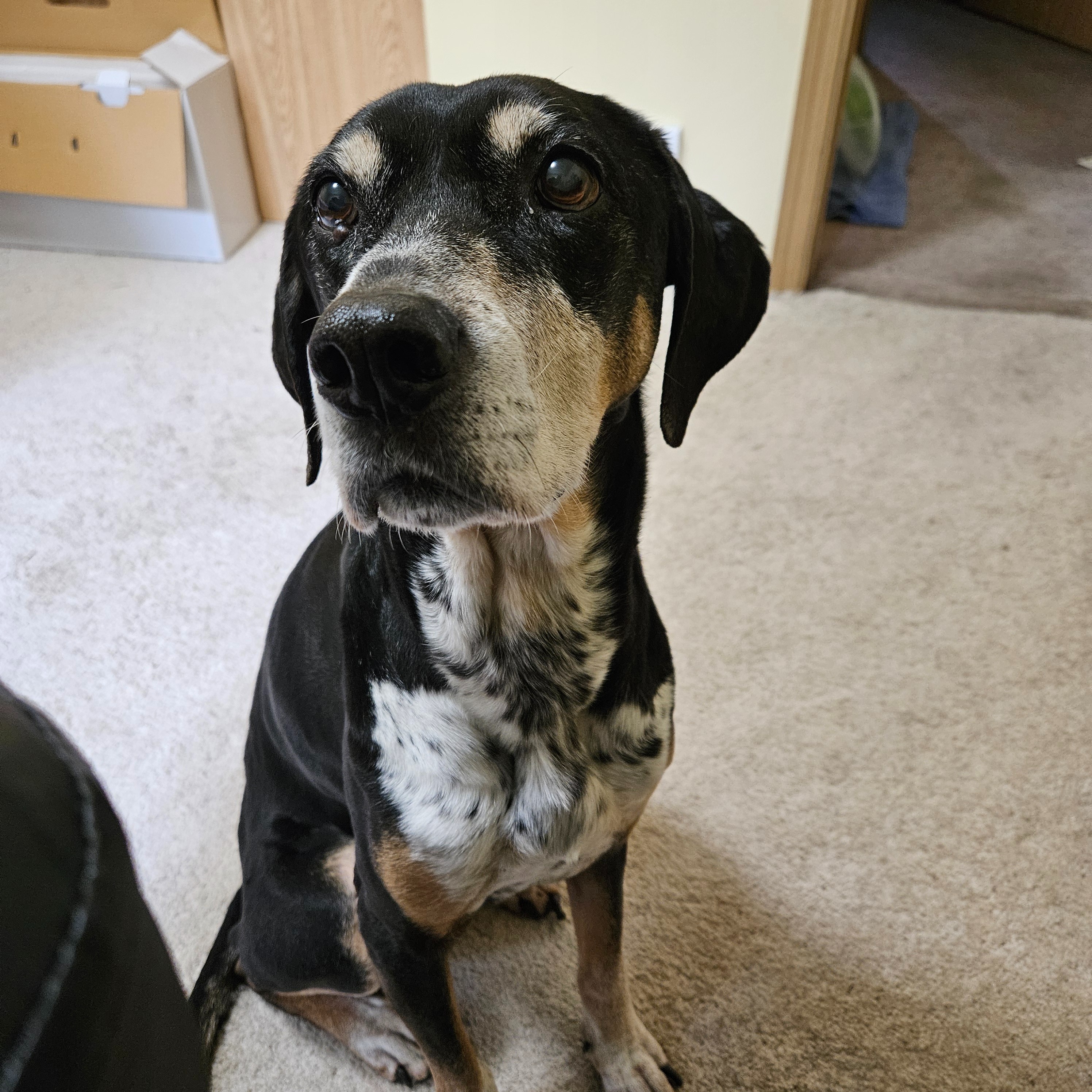 Help Holly Fight Cancer: Surgery Fund campaign photo, 2 of 7