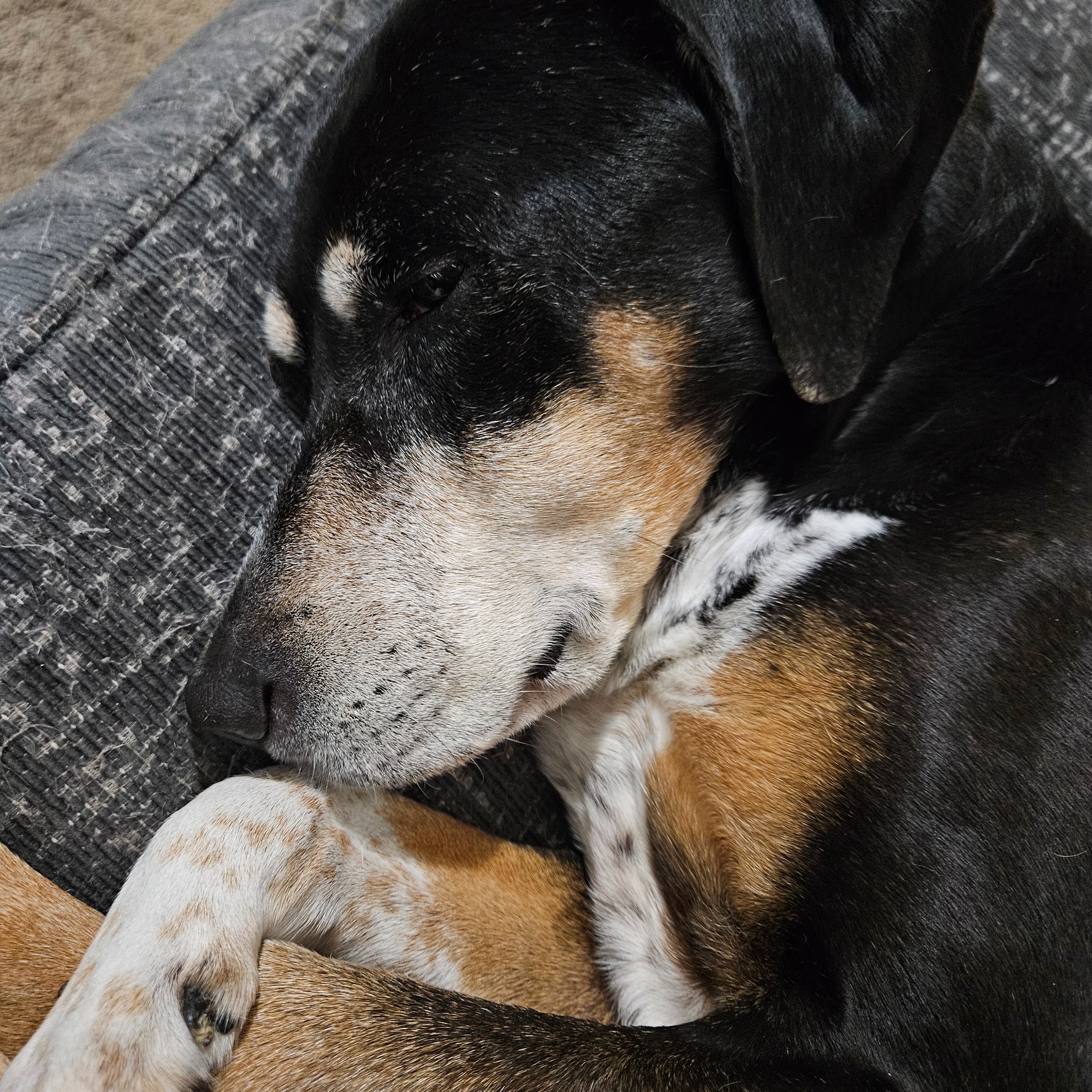 Help Holly Fight Cancer: Surgery Fund campaign photo, 4 of 7