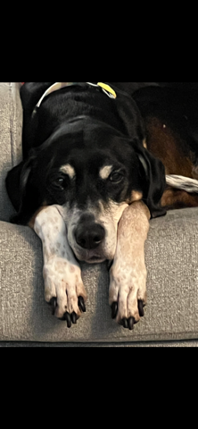 Help Holly Fight Cancer: Surgery Fund campaign photo, 5 of 7