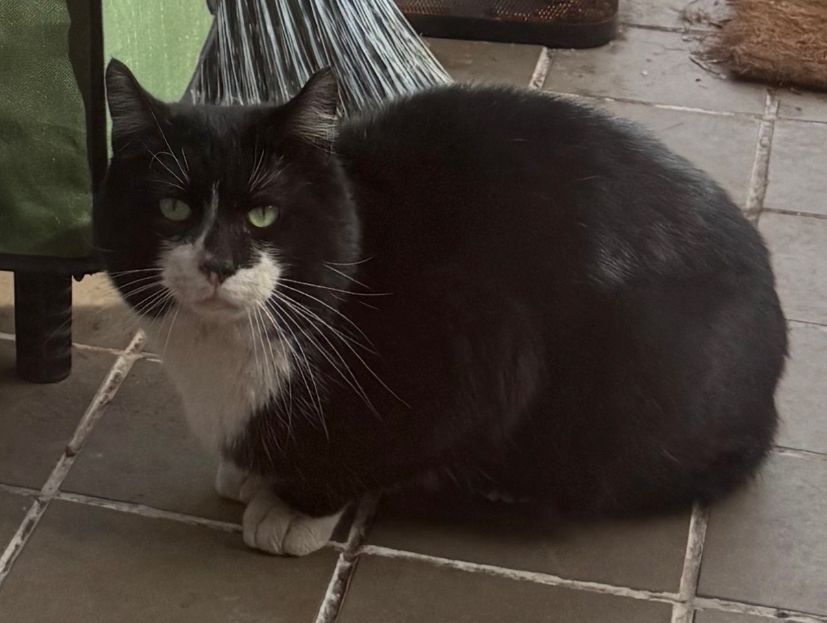 Help Knuckles Heal: A Street Cat’s Second Chance campaign photo, 7 of 8