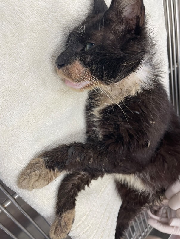 Help Knuckles Heal: A Street Cat’s Second Chance campaign photo, 6 of 8