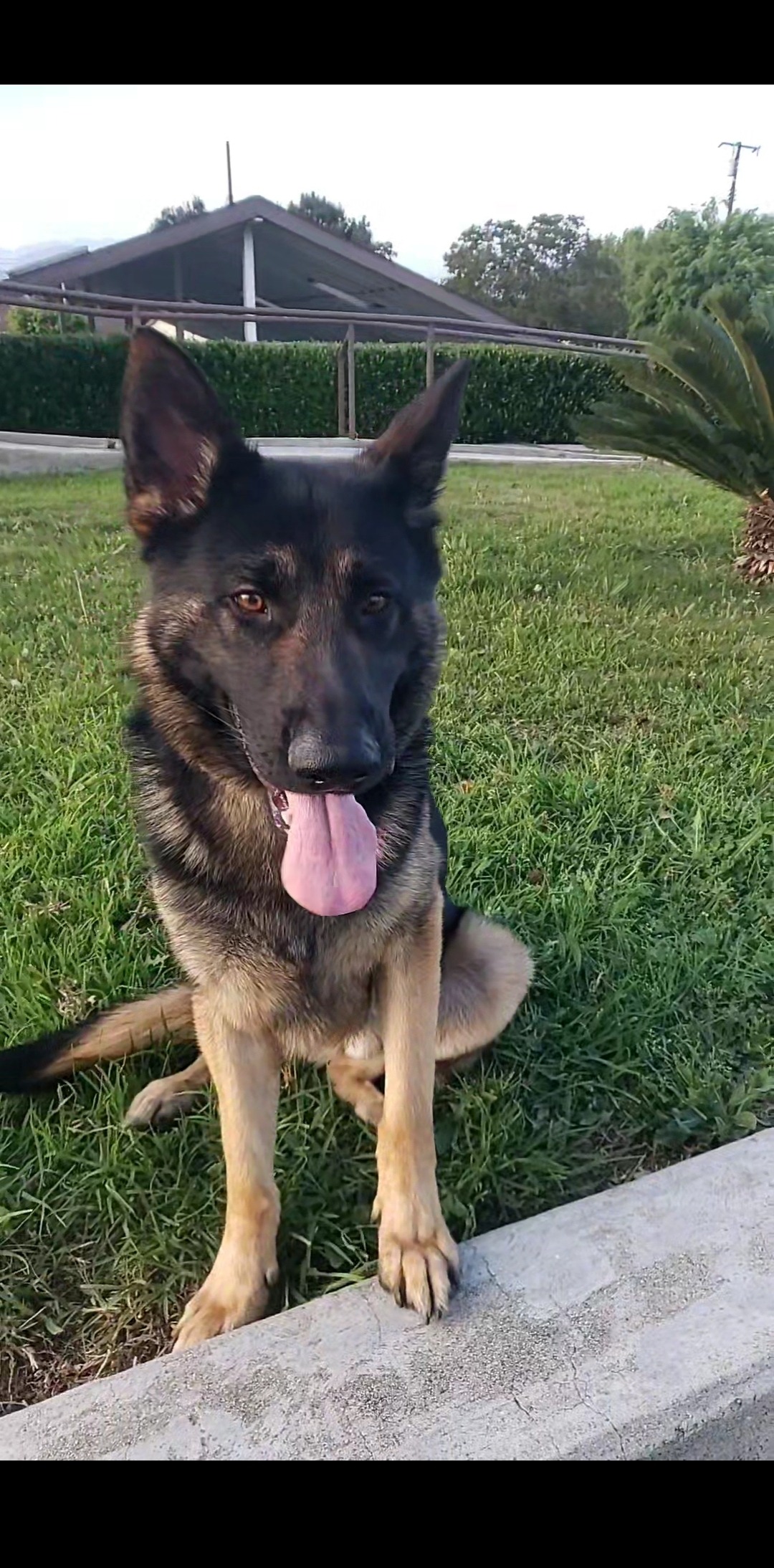 Help us put our German shepherd Hercules to rest❤ campaign photo, 2 of 4
