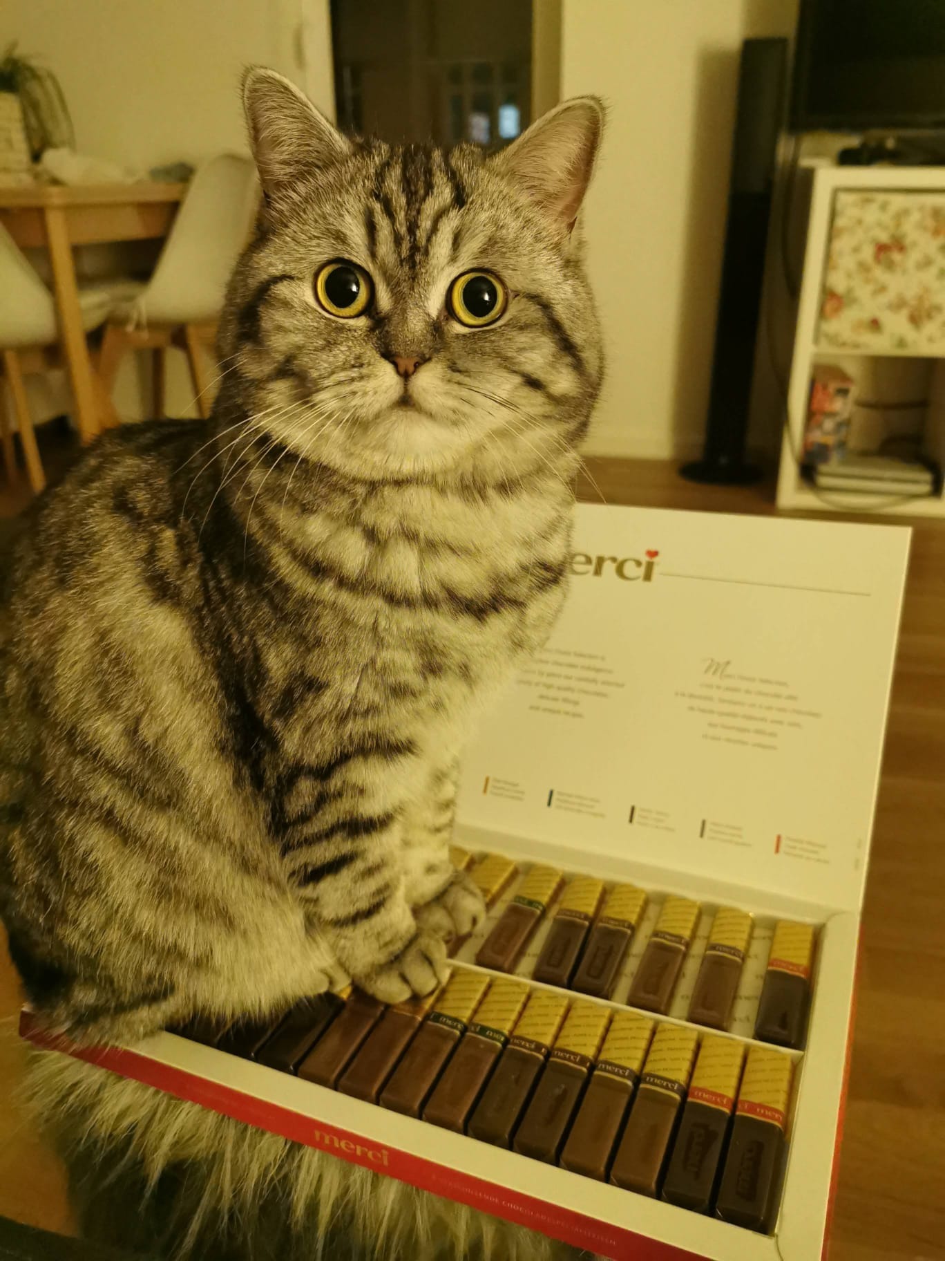 Bailey, die kleine Kämpferin – Spenden für ihre Genesung campaign photo, 4 of 5