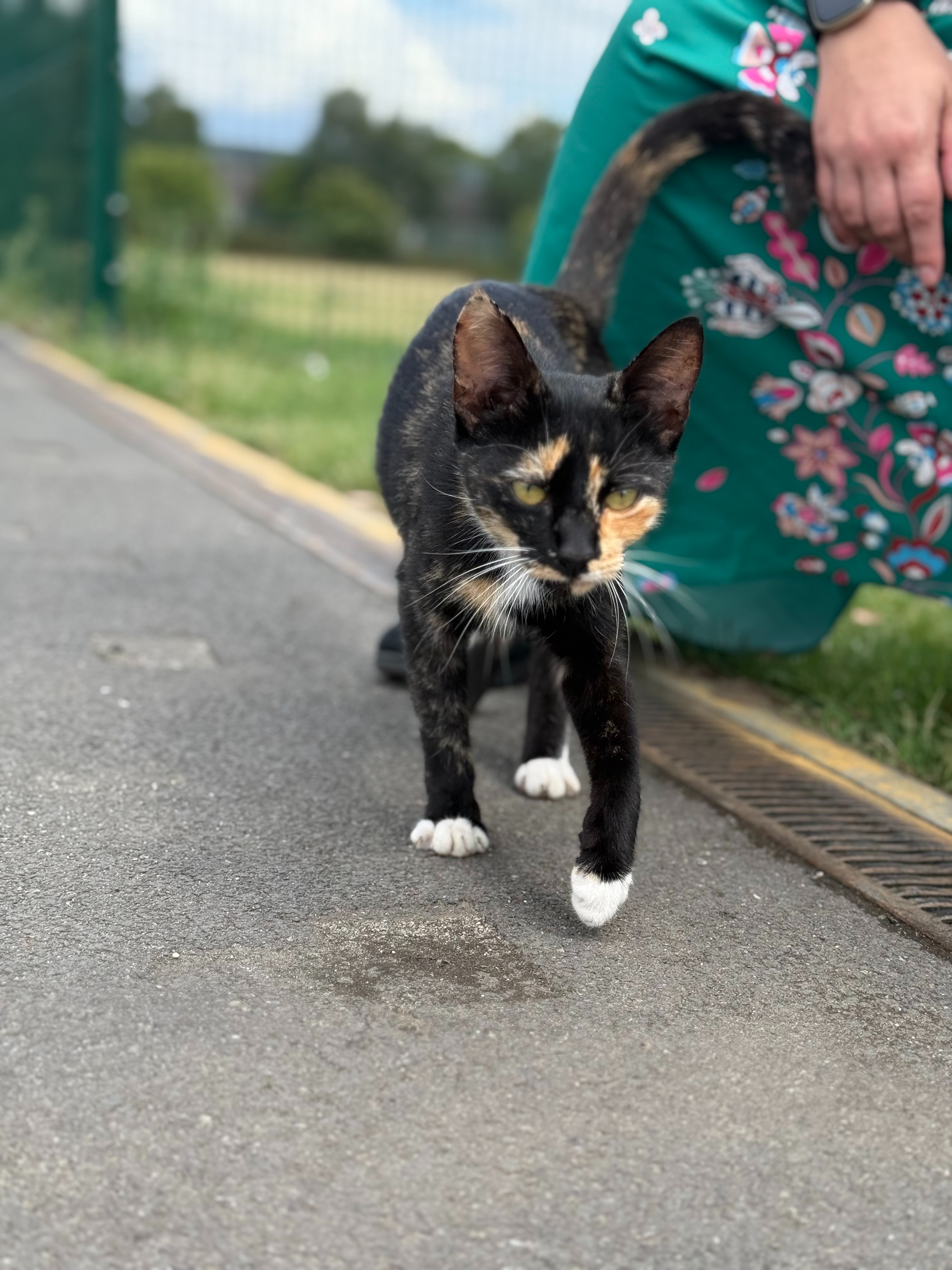 Help Support Polly the School Cat and Her Kittens campaign photo, 2 of 4