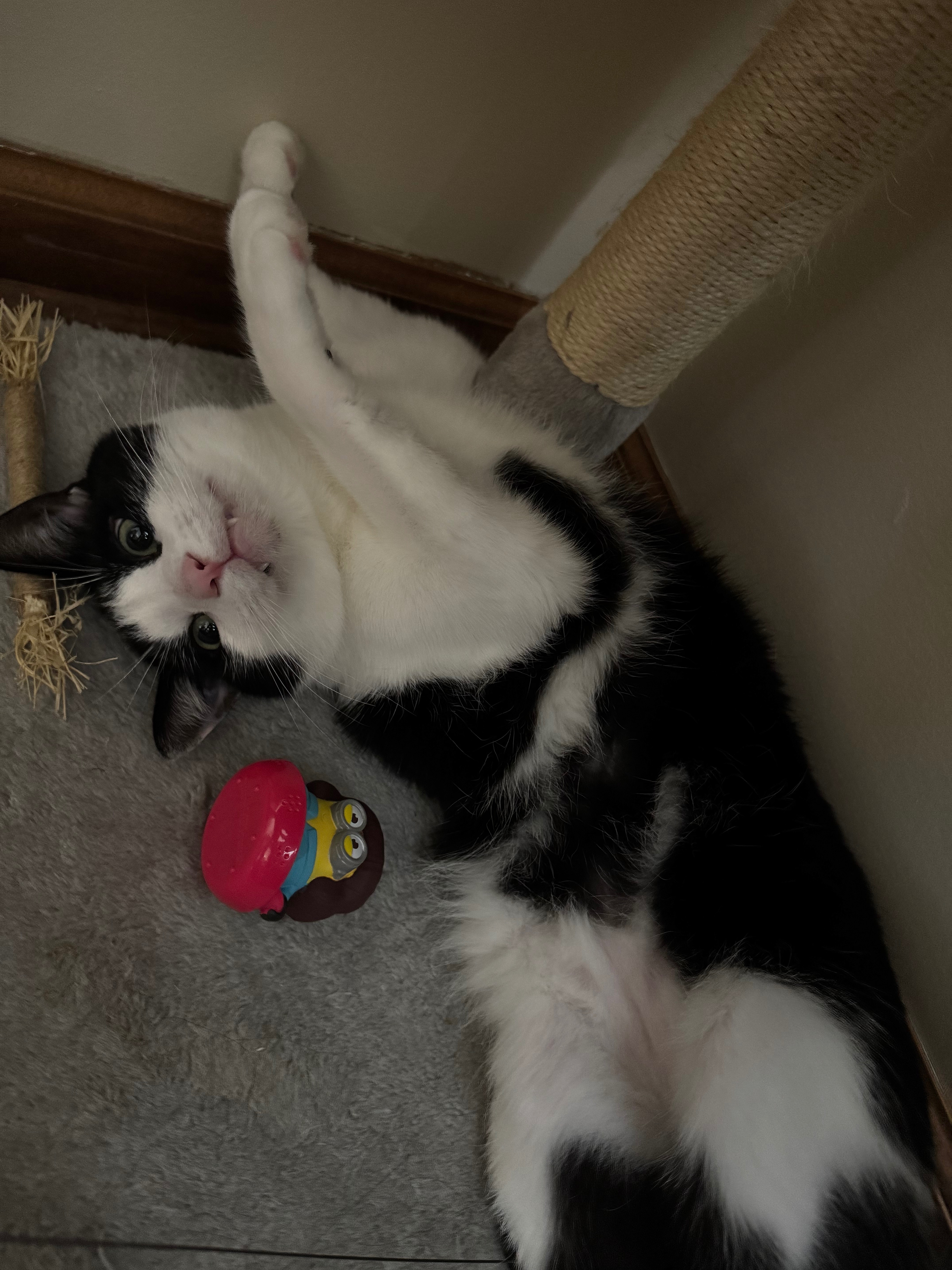 Urgent Surgery Needed for Luna's Leg campaign photo, 4 of 7