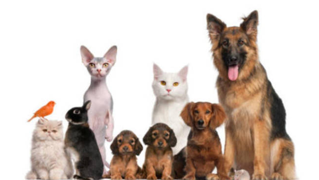 Aiutiamo questi poveri animali hanno bisogno di noi. photo