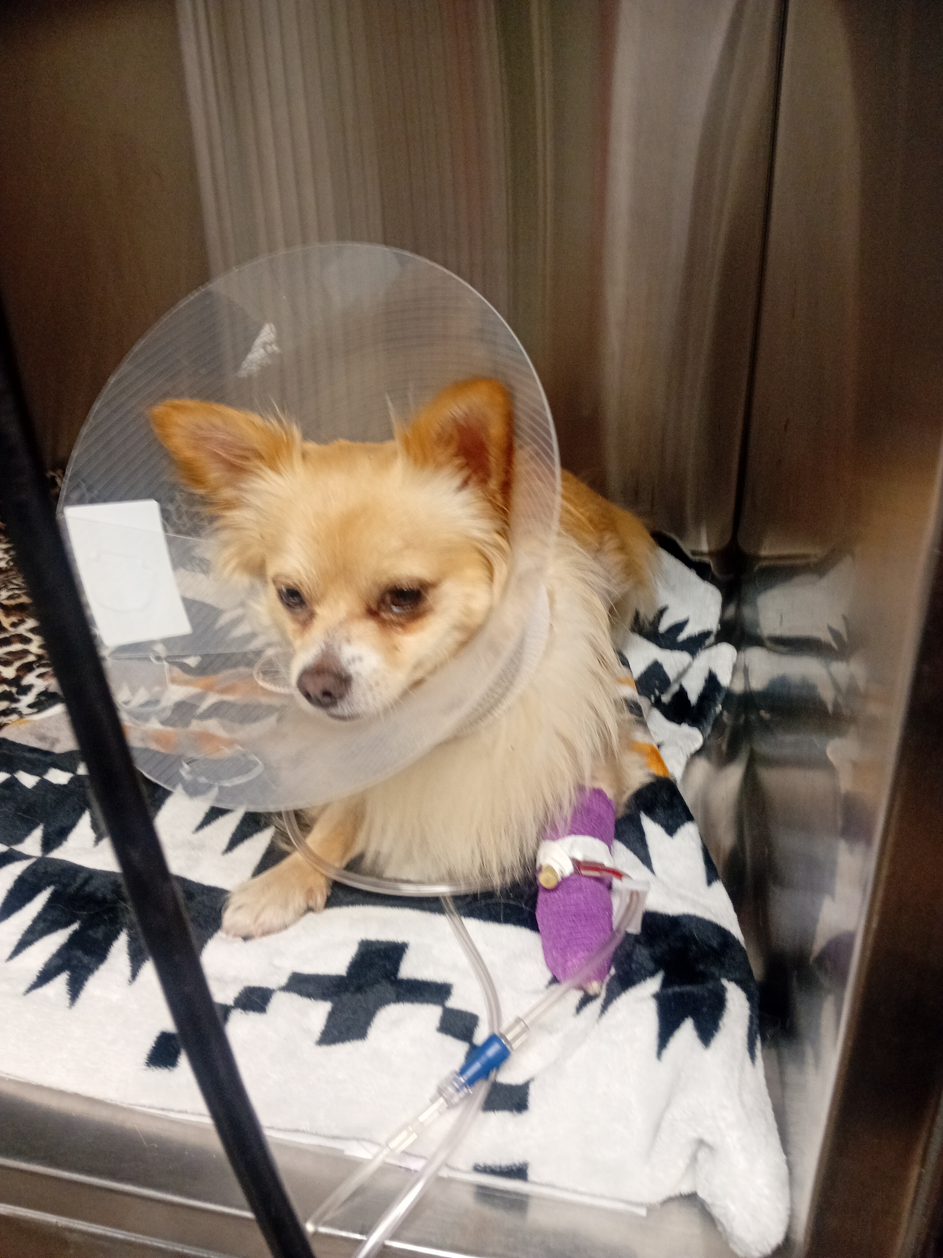 Seeking donations to help pay Snow balls emergency surgery b campaign photo, 2 of 4